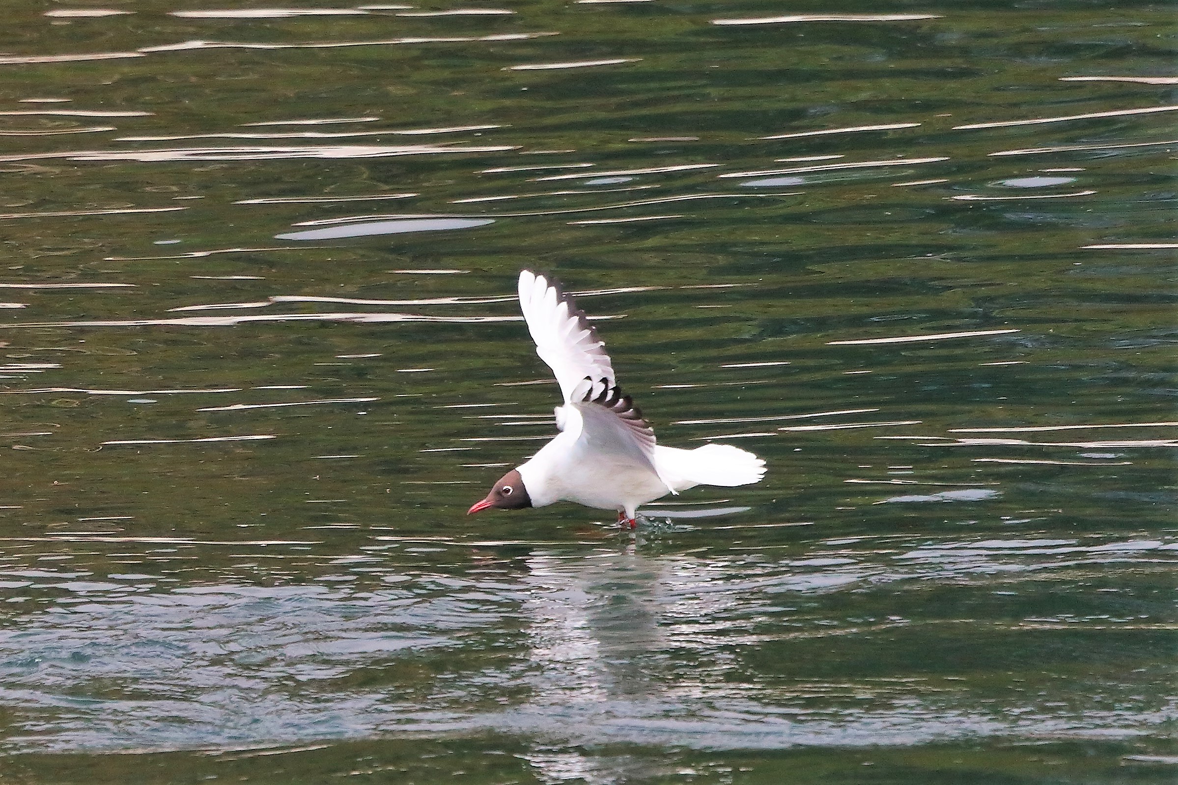 Gabbiano C 28 febbraio 2023