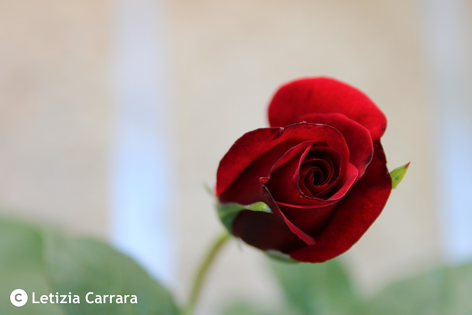 Birth of a red rose