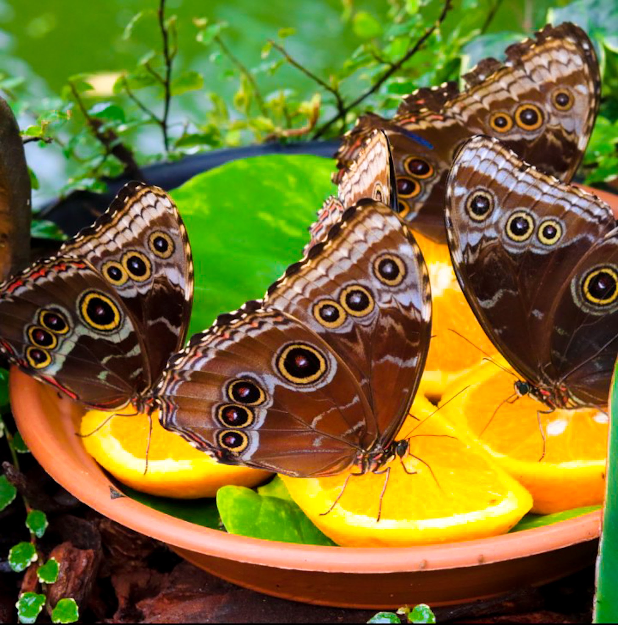 Butterflies