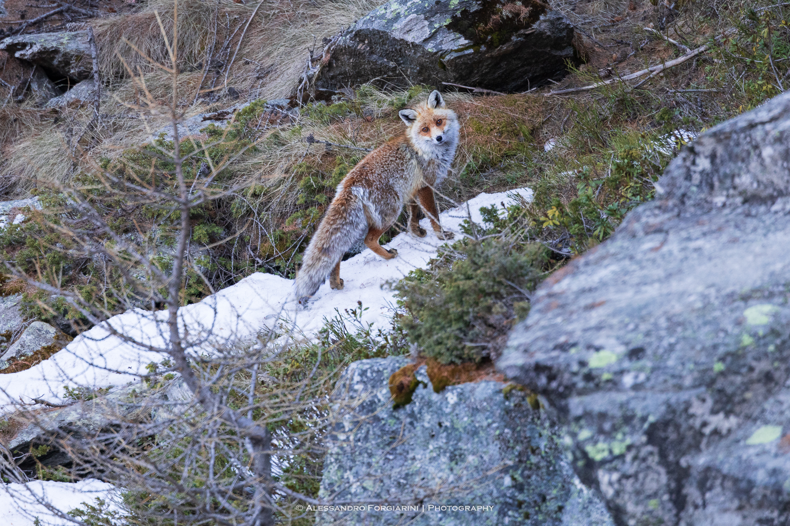 Fox