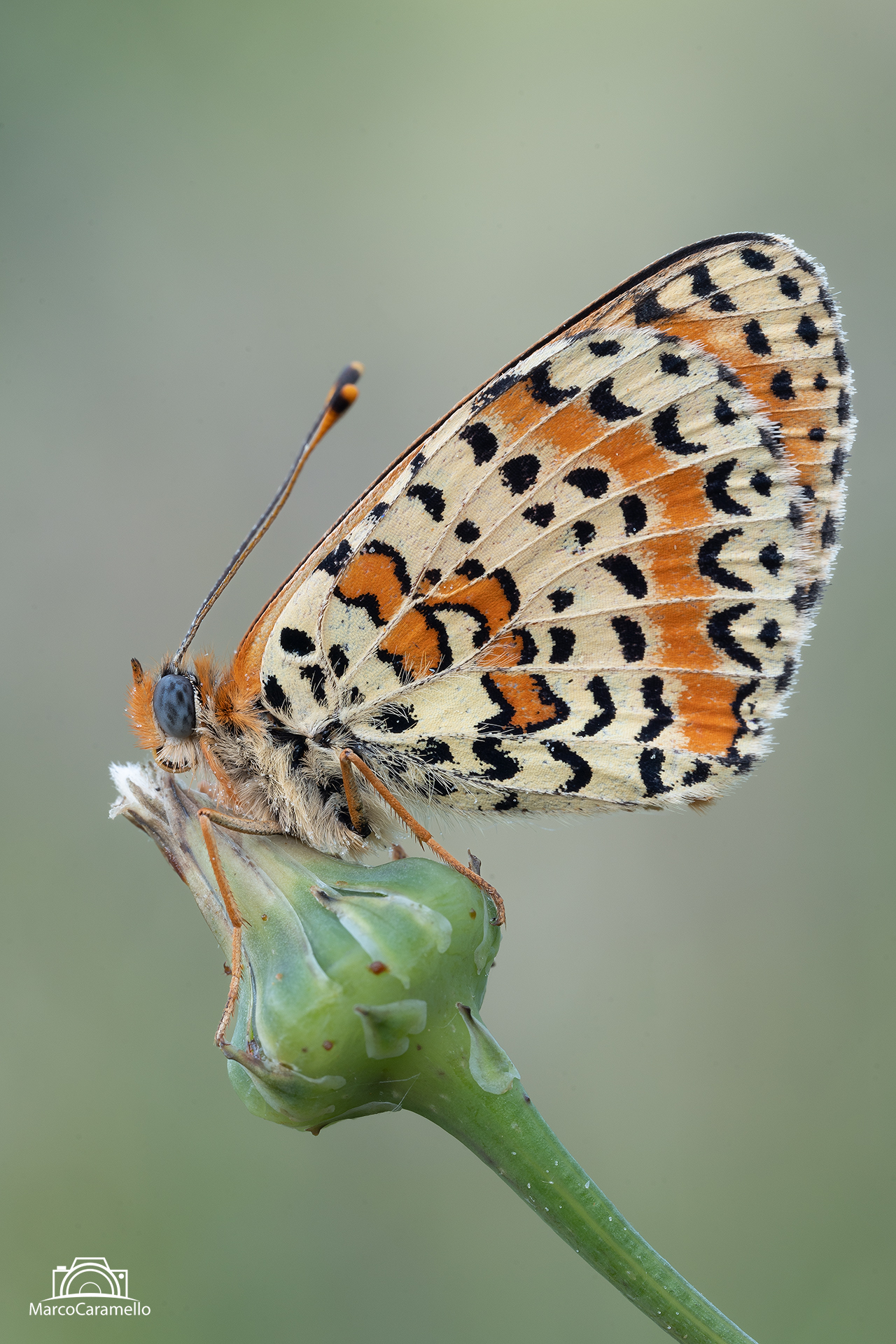 Melitaea dydima