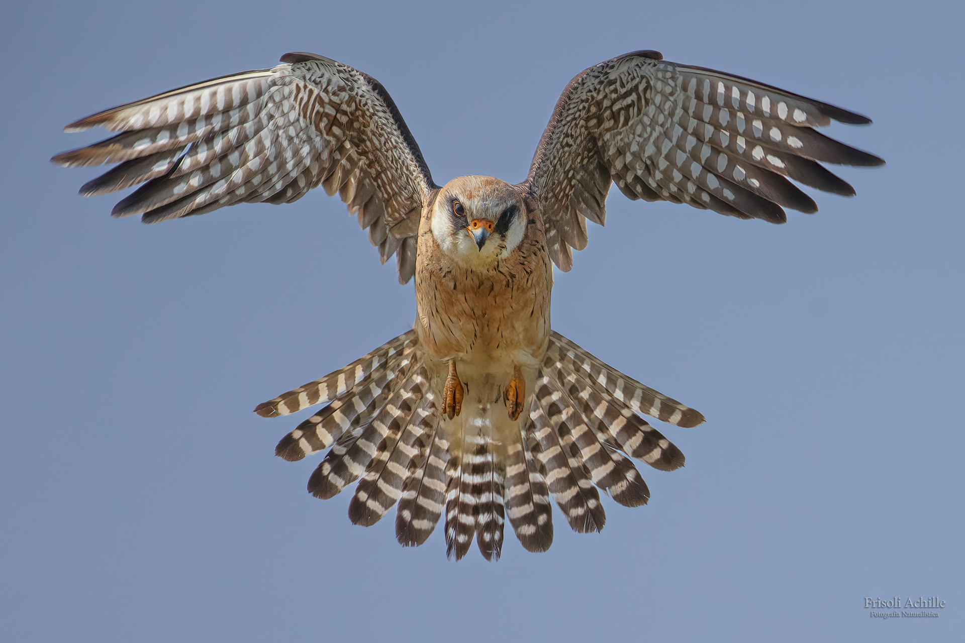 Falco cuculo femmina