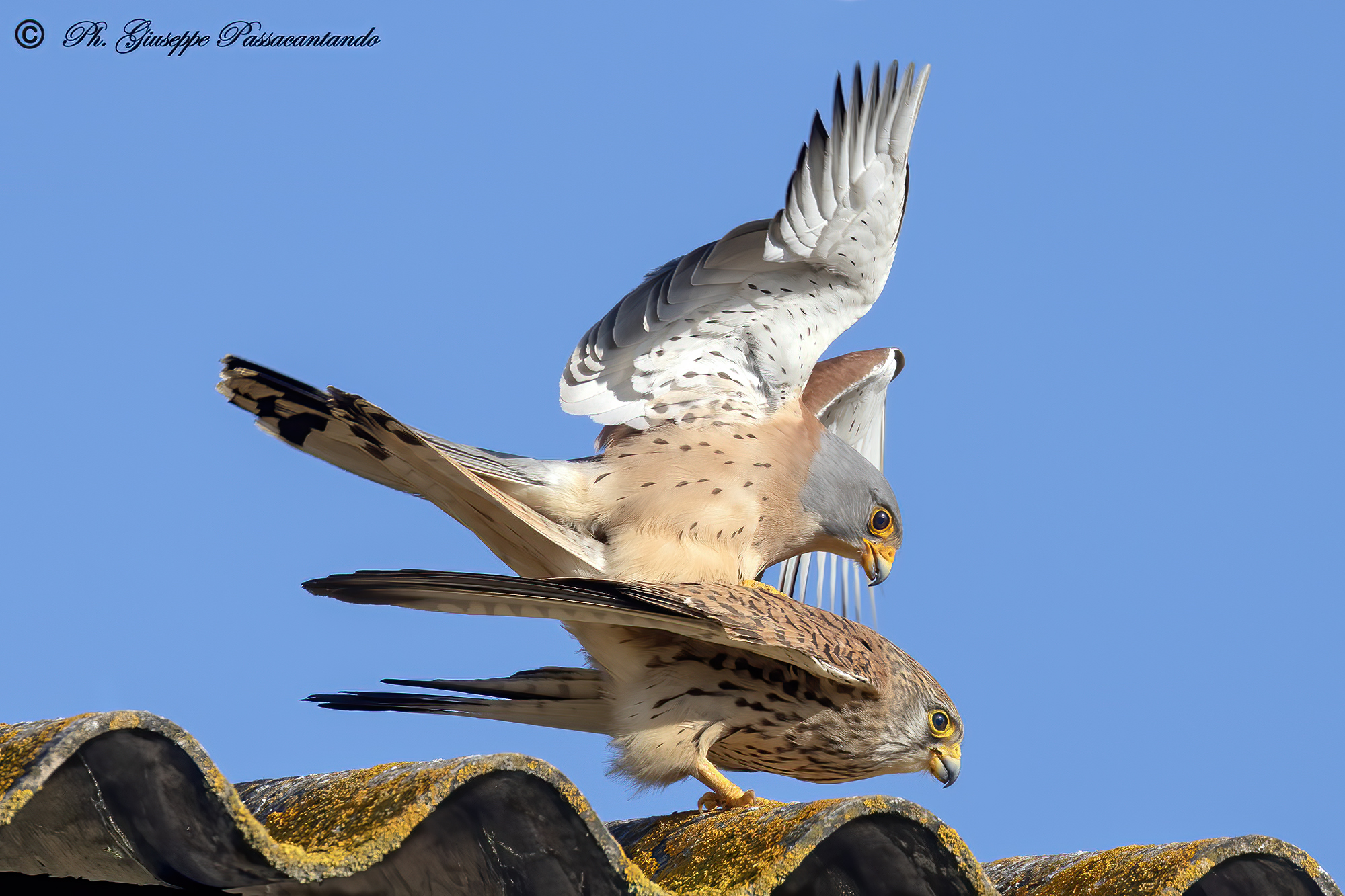 Kestrels in coupling