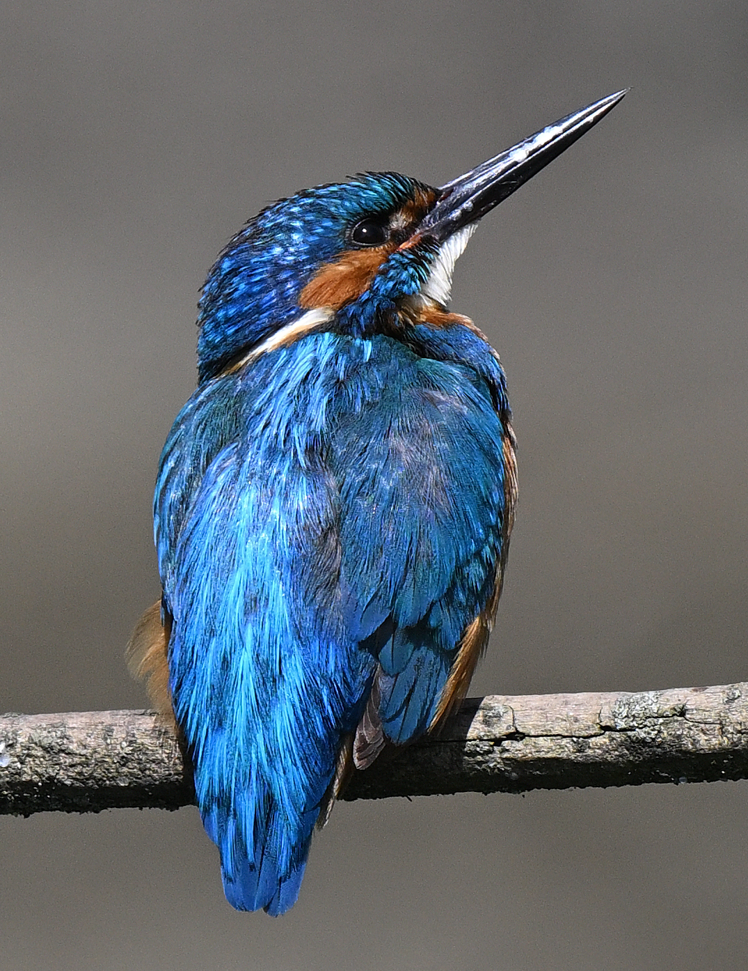 Kingfisher