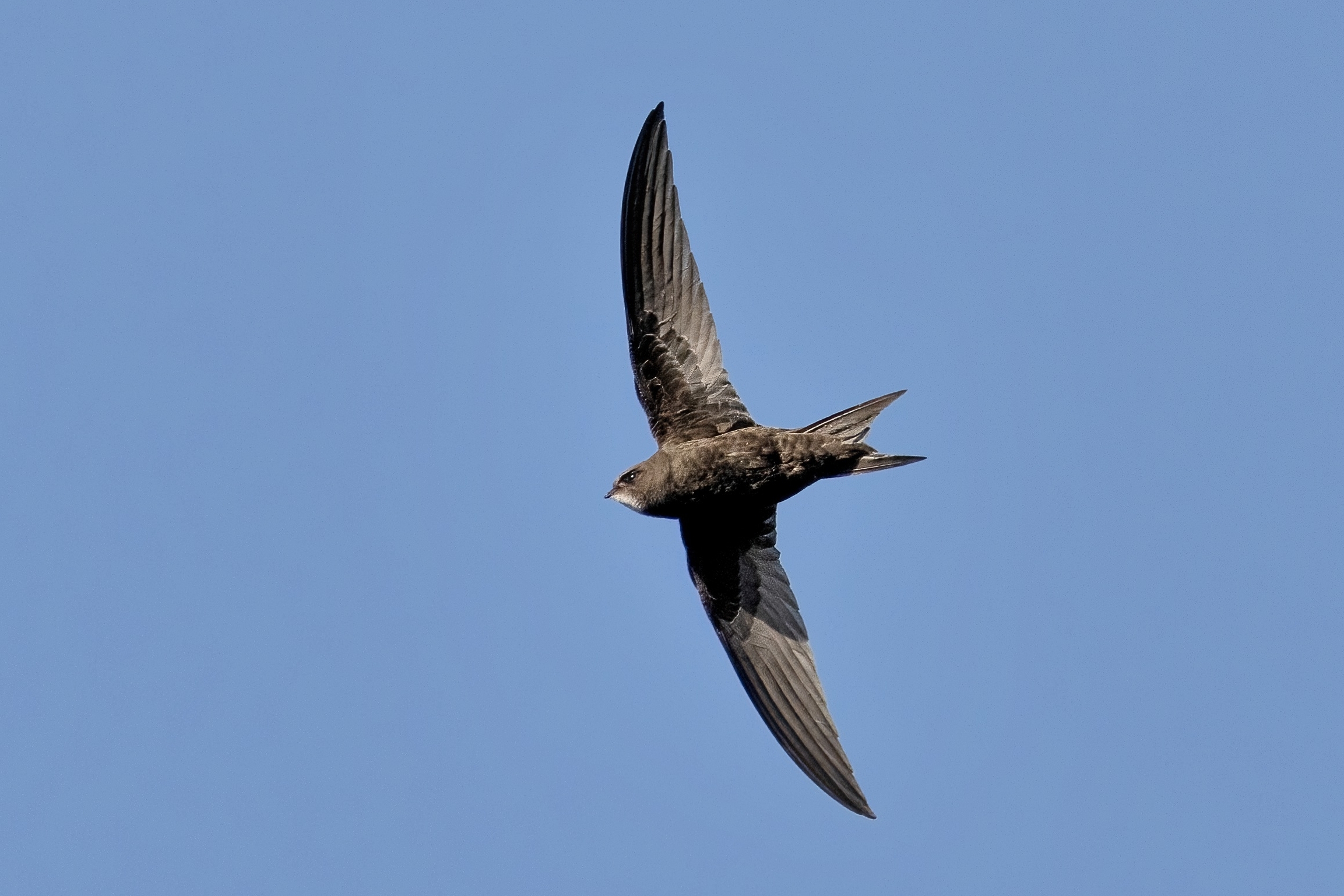 Swift (Apus apus)