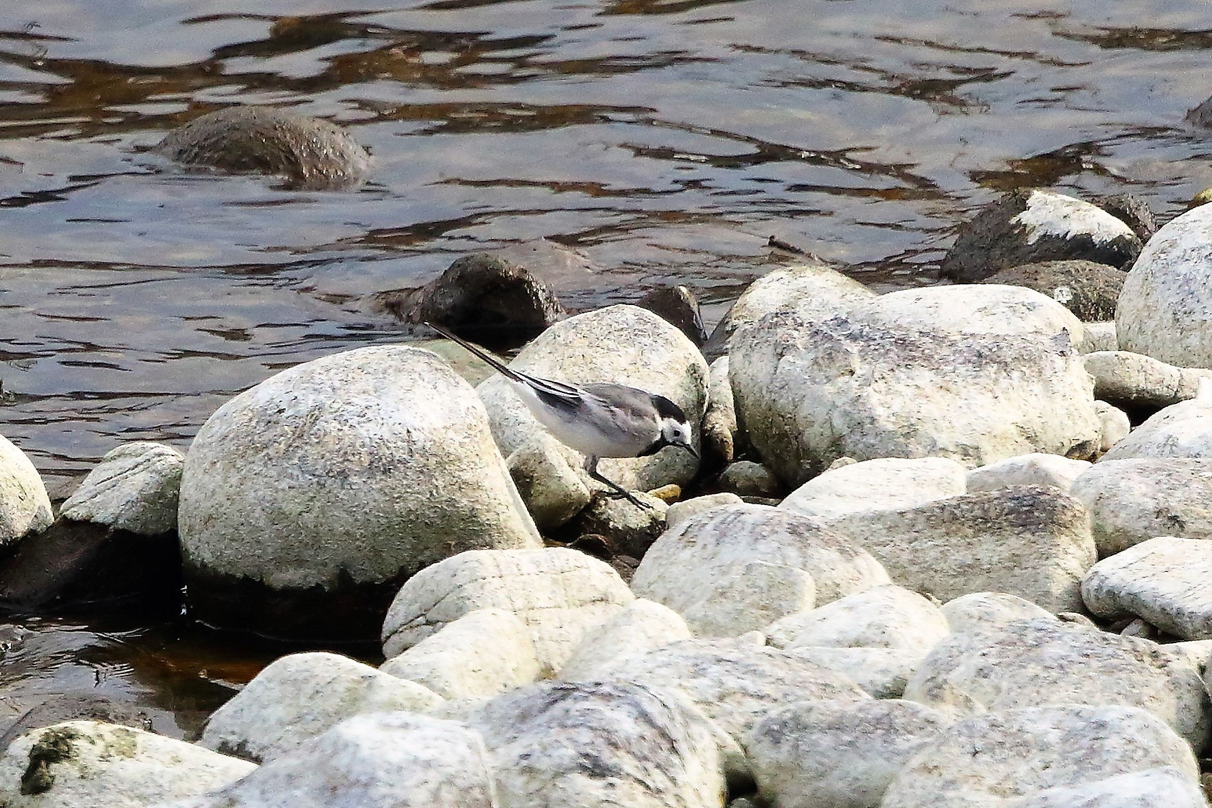 Ballerina B 28 febbraio 2023