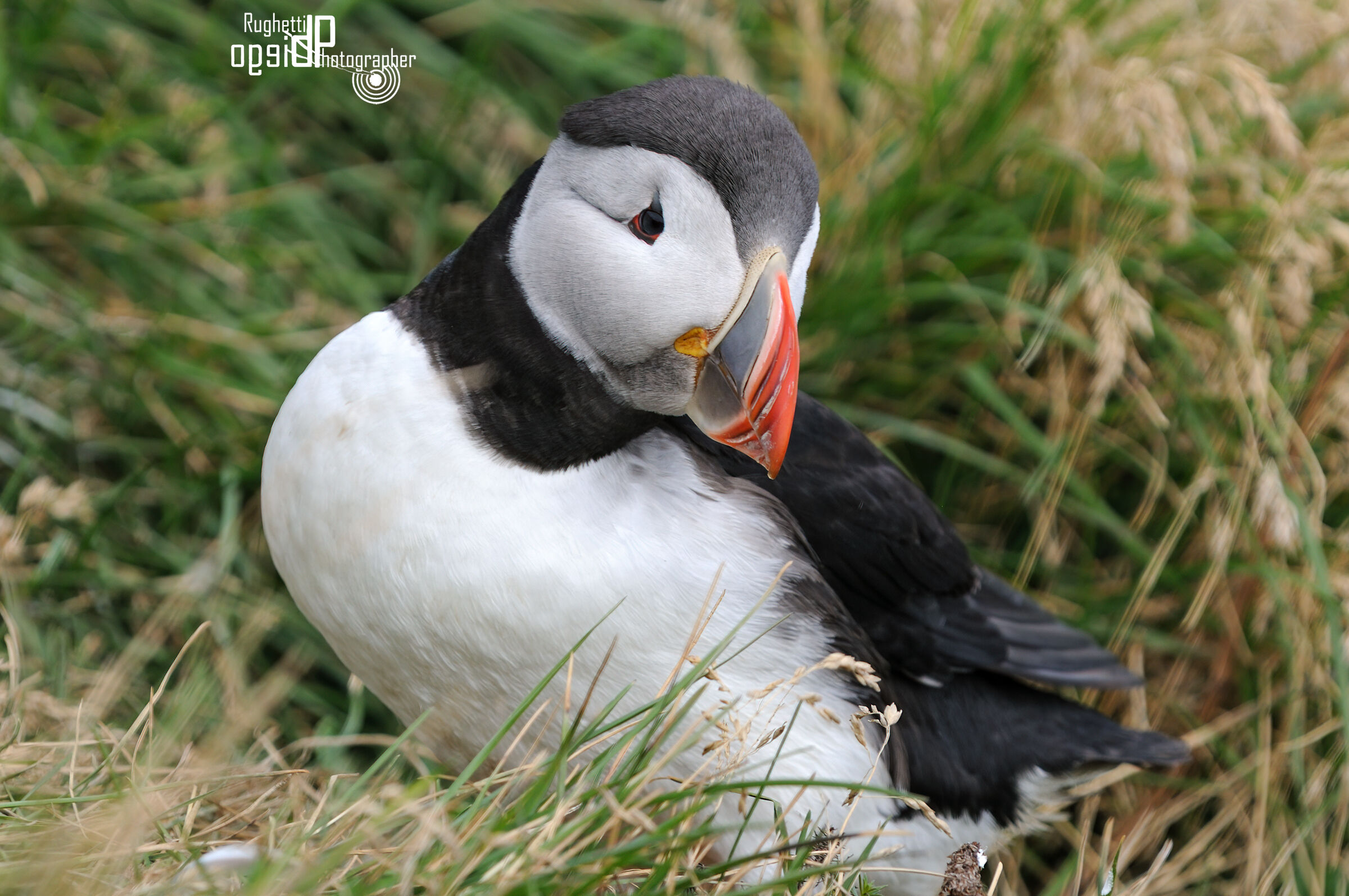 Ritratto di Pulcinella