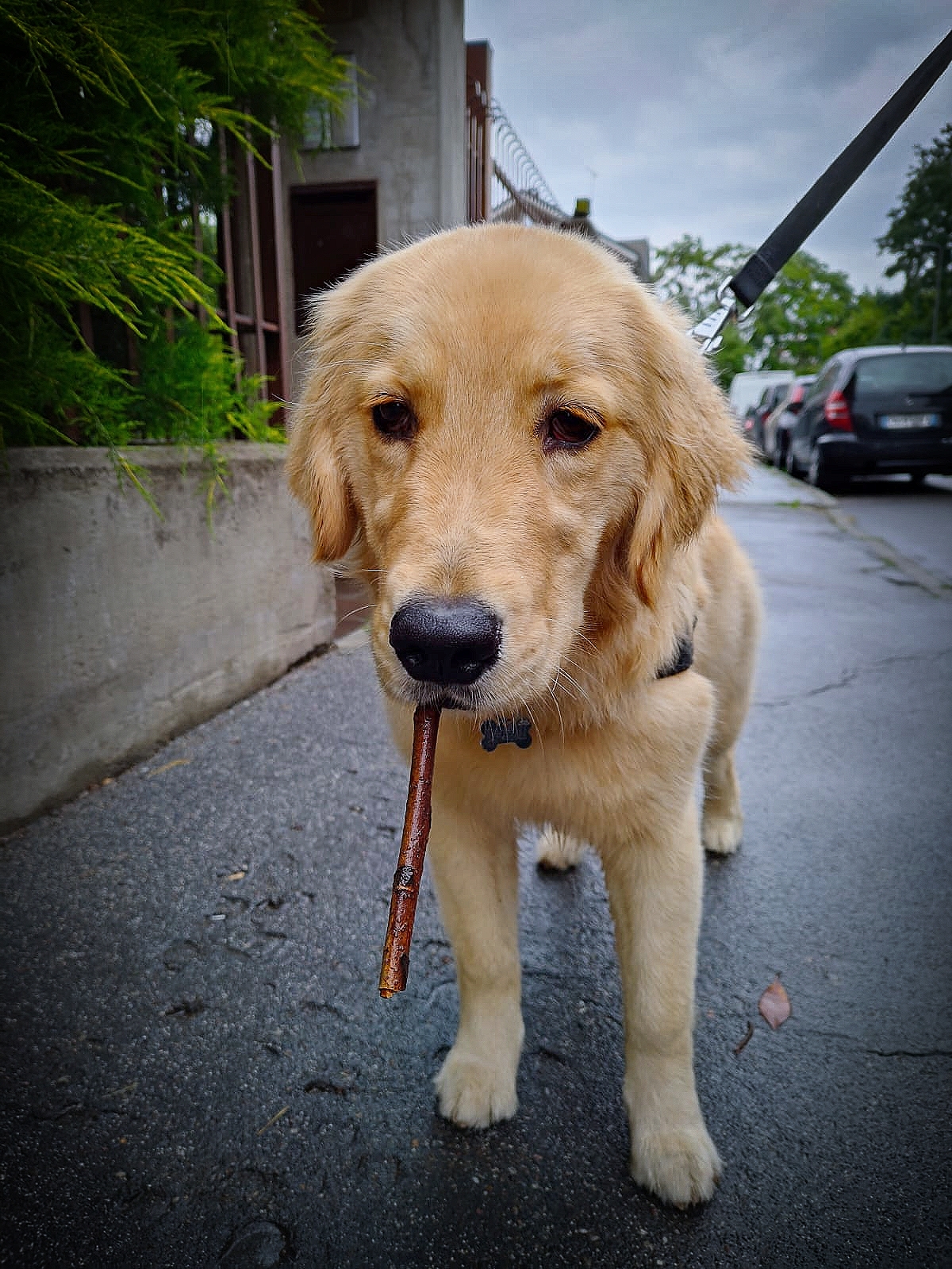 With today I start smoking.... The Cigar