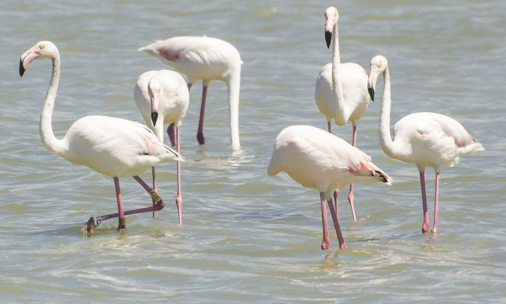flamingo, too .... filed, see bracelet.