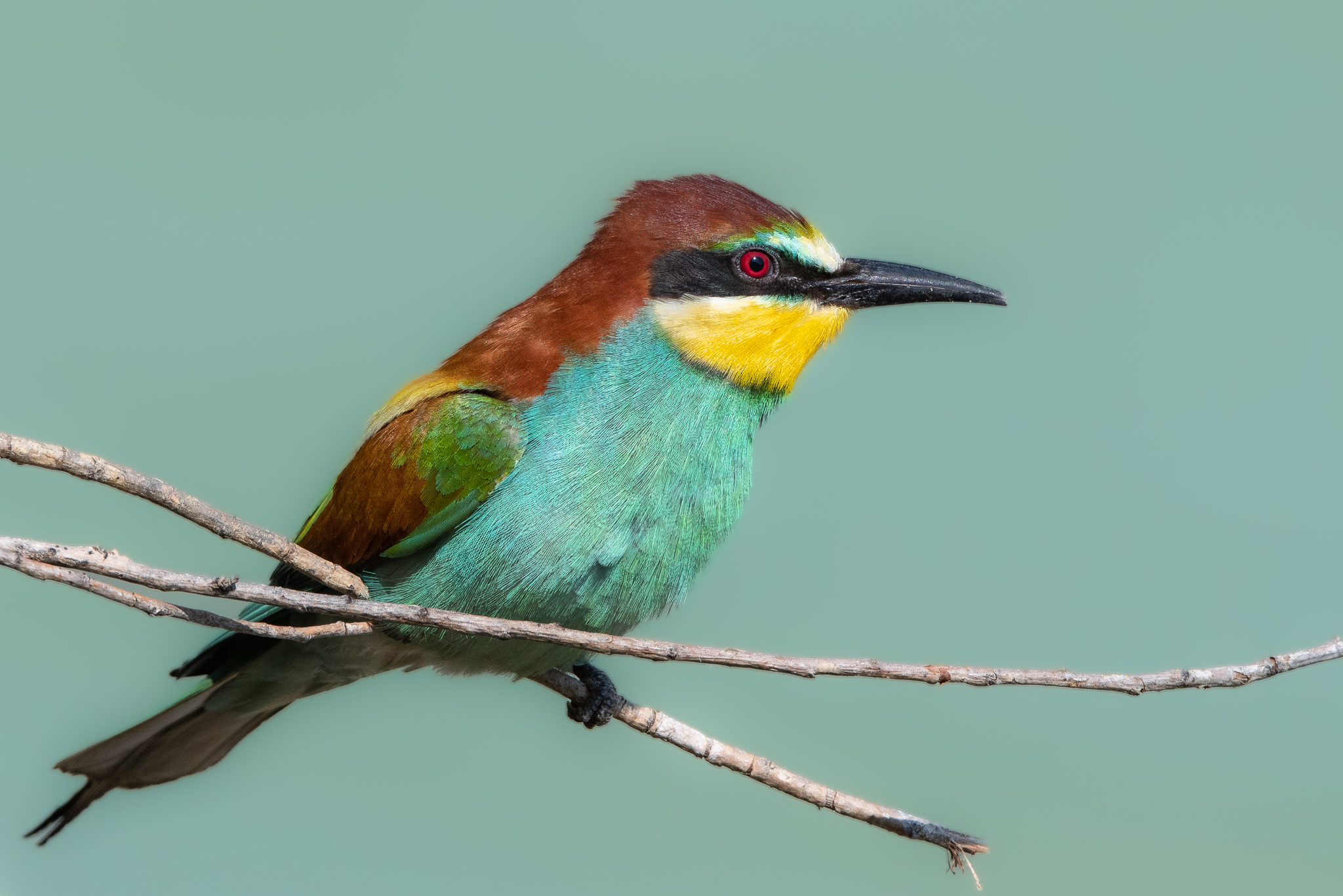 Variopinto Gruccione