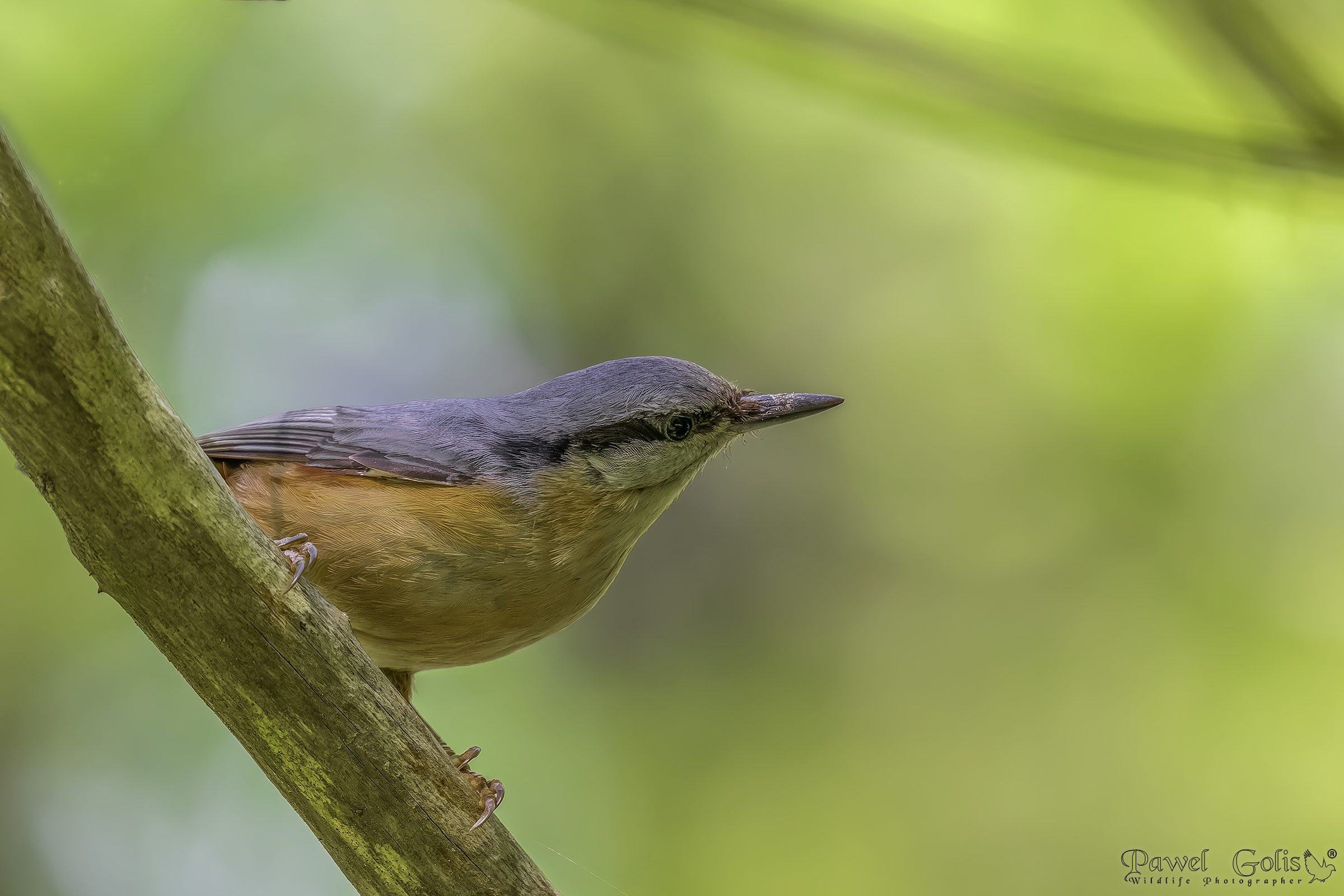 Picchio muratore (Sitta europaea)