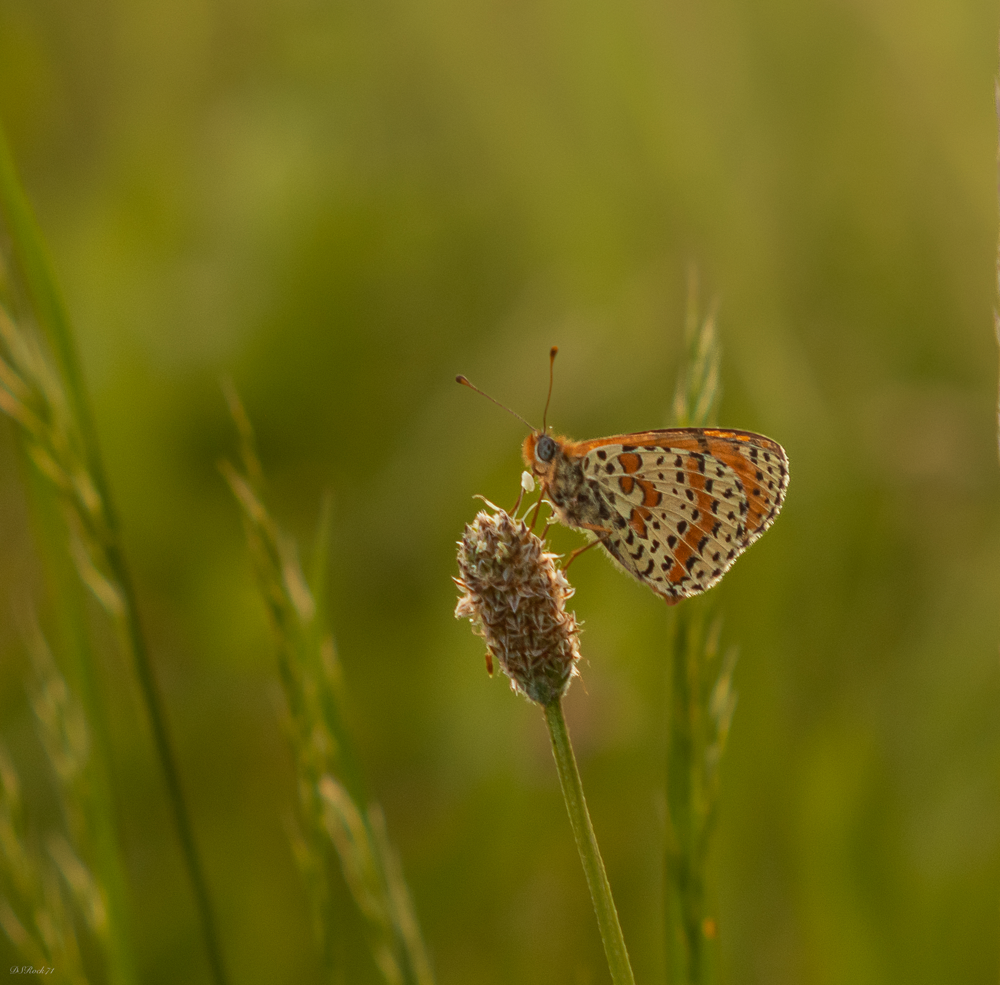 pecked during lunch...