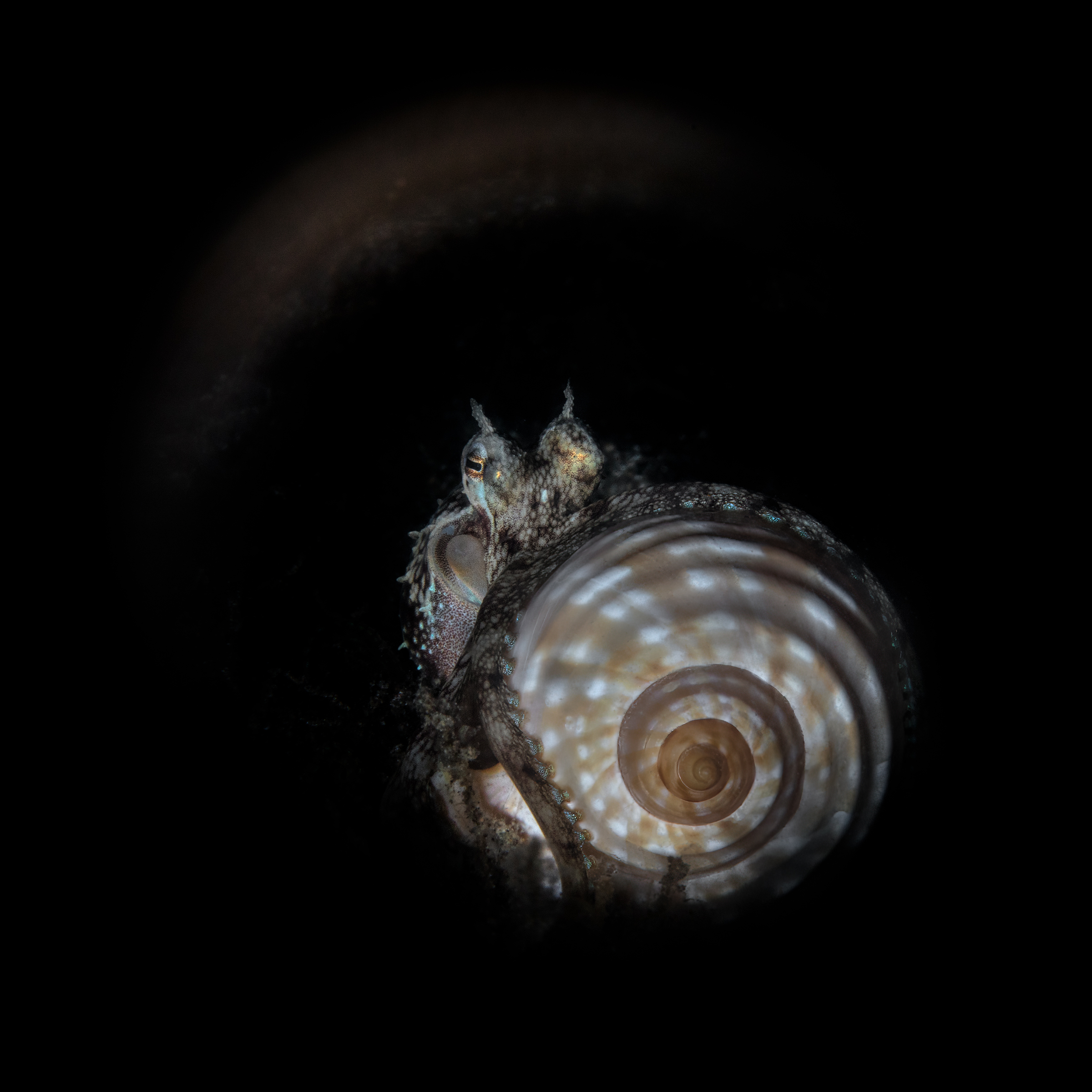 Coconuts octopus night water dive to Janao bay Anilao