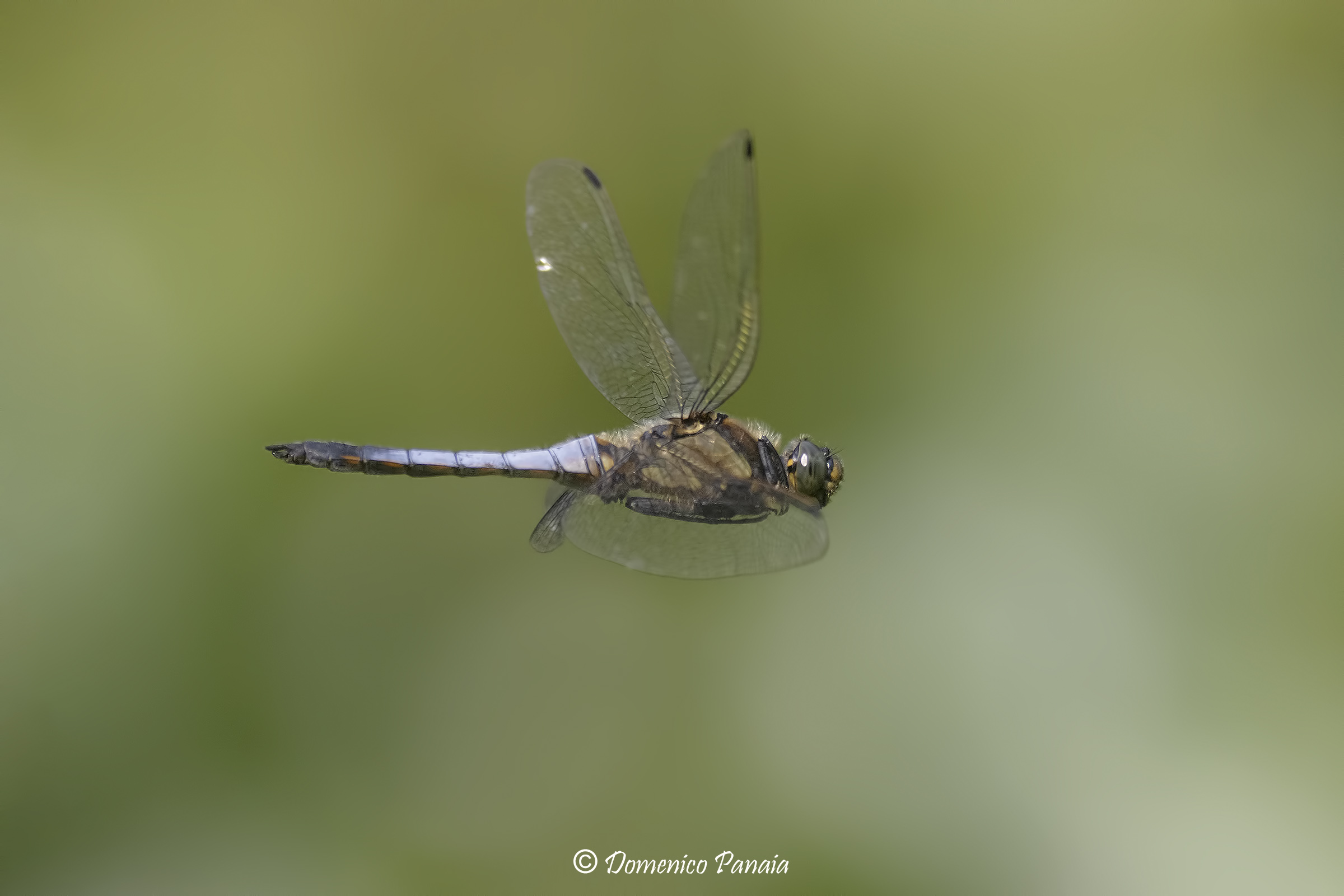 Orthetrum cancellatum