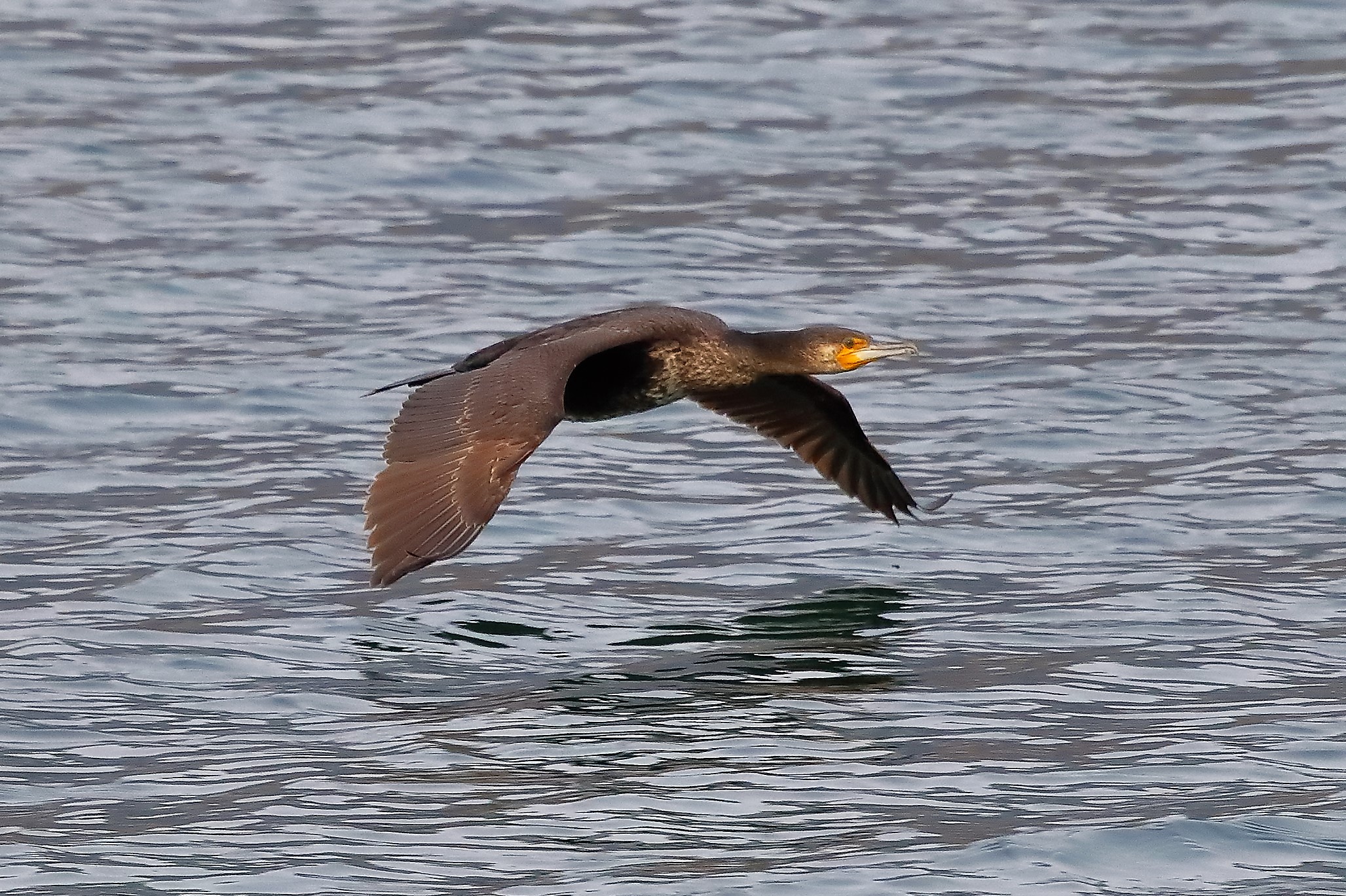 Cormorano 01-03-2023