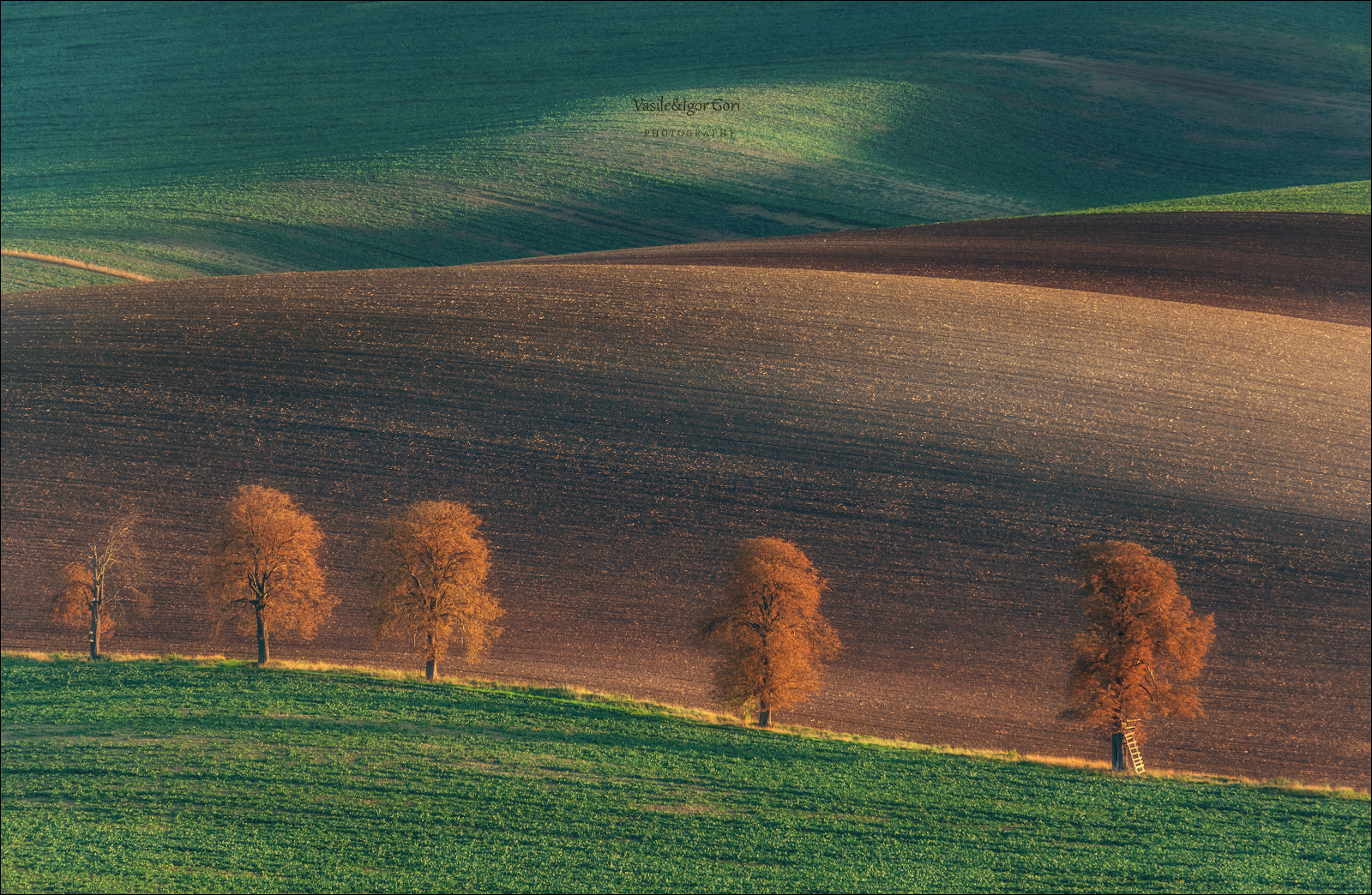 Shadows in the Field
