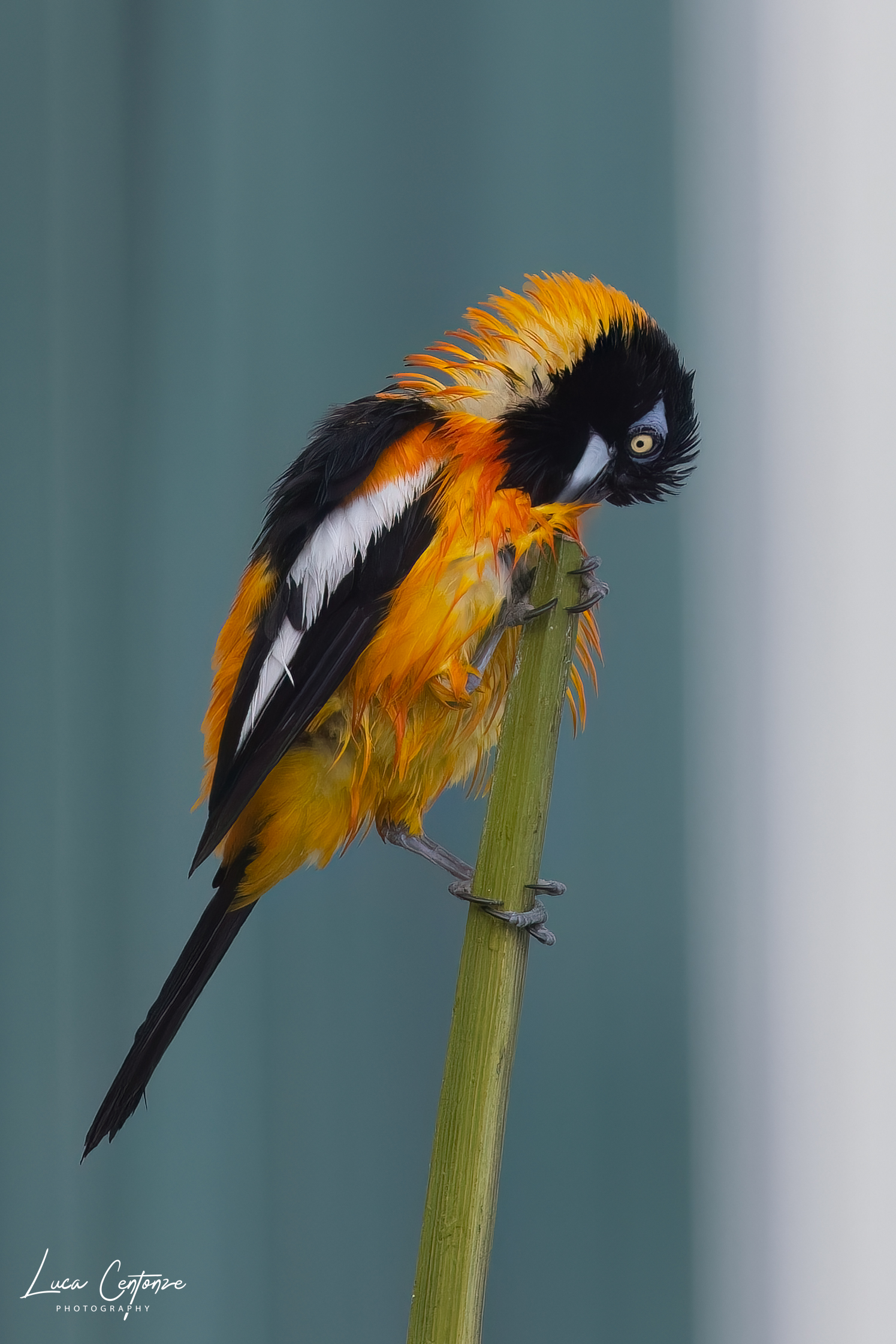 Venezuelan Troupial (Icterus icterus)