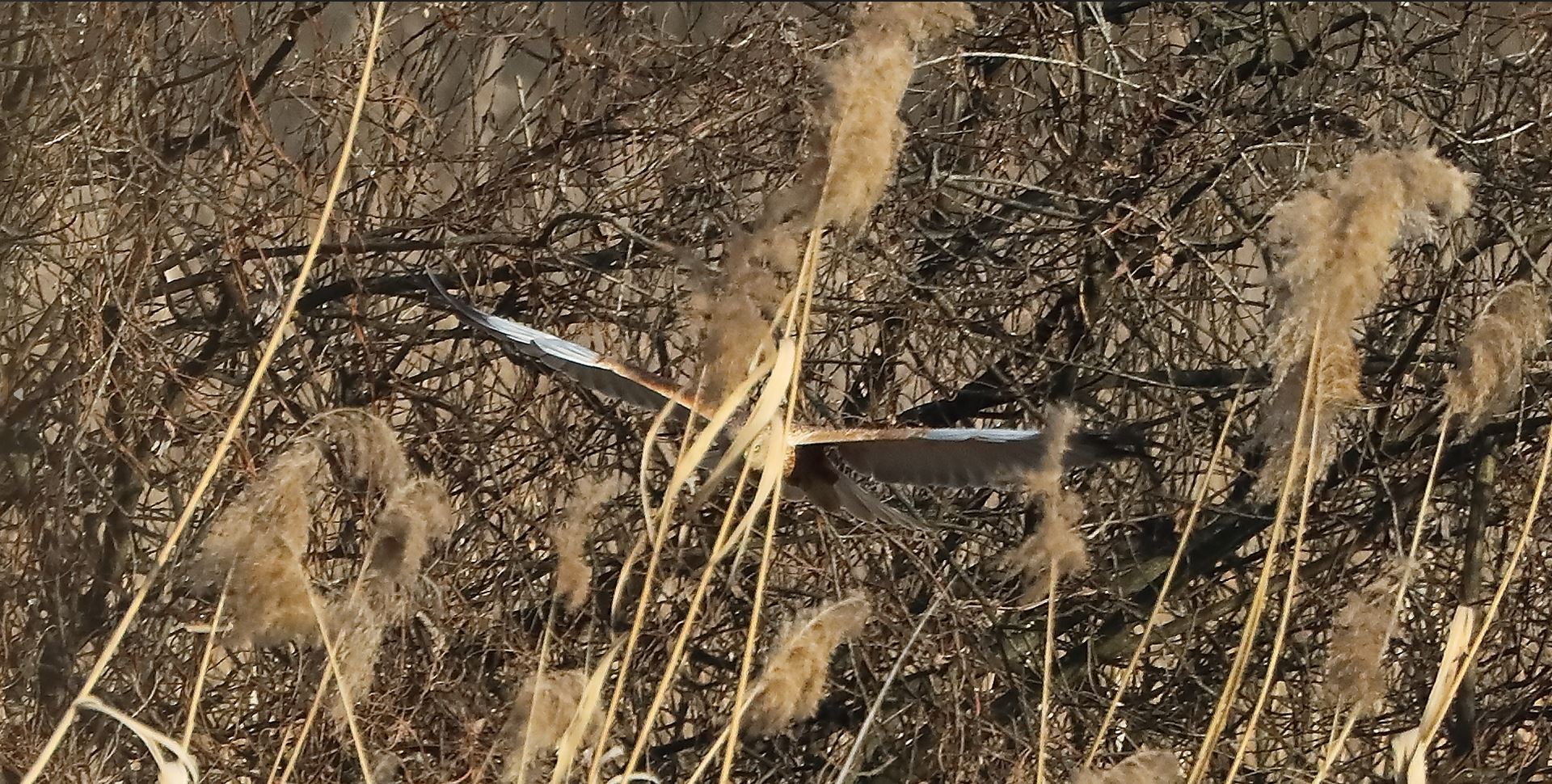 Falco di palude 03-02-2023