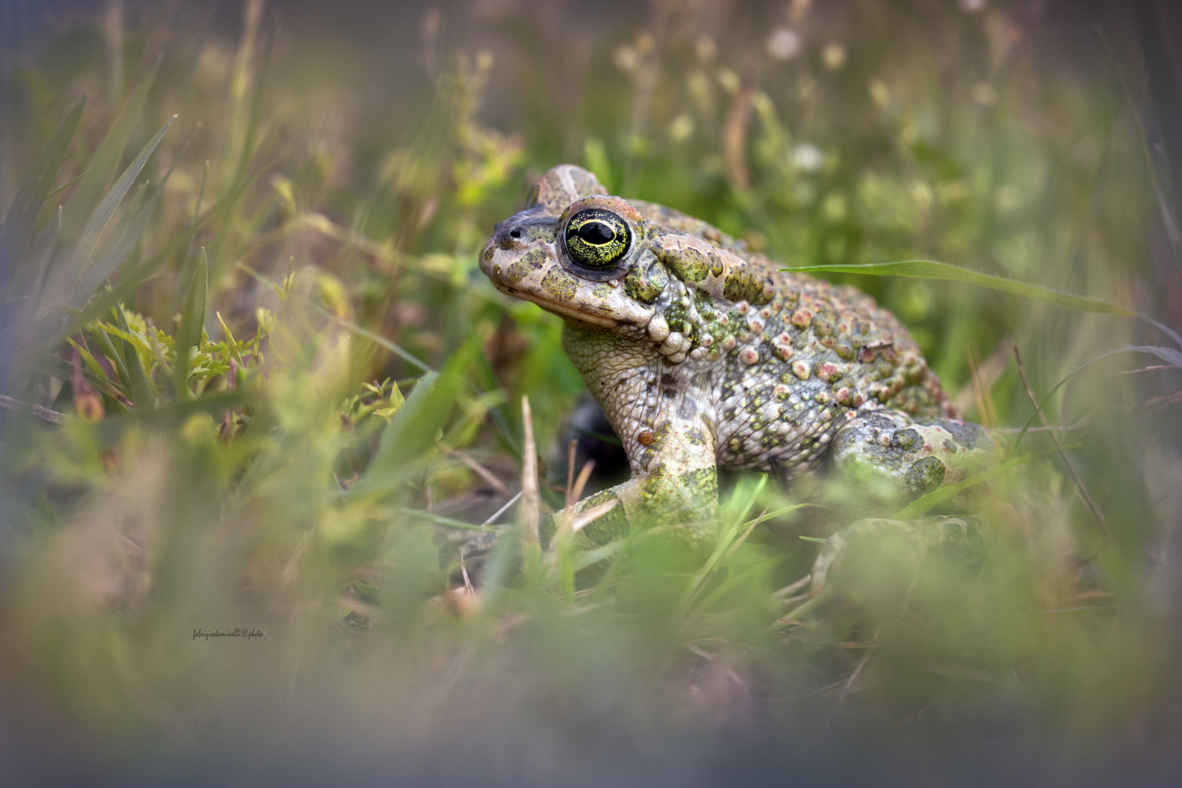 Bufotes viridis