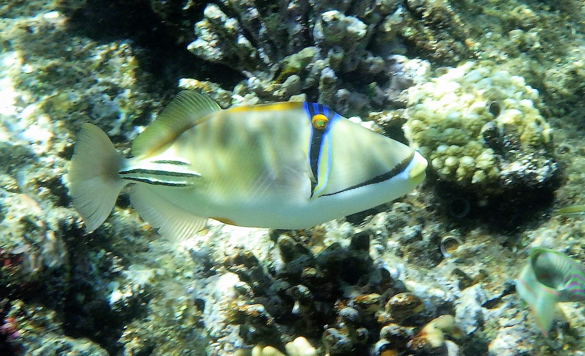 TRIGGERFISH PICASSO