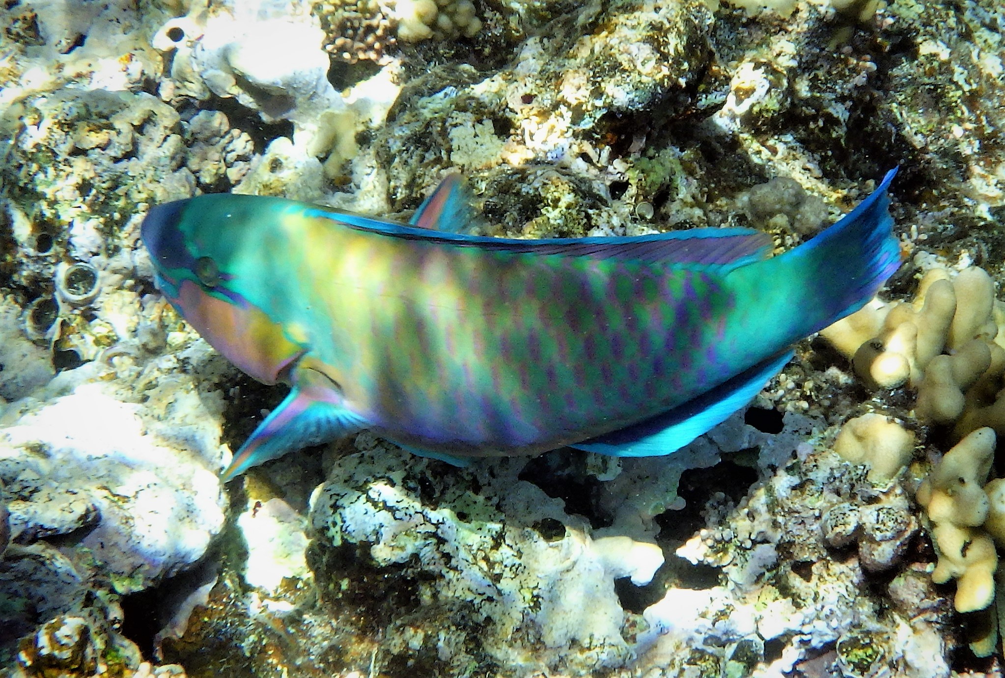 PAPARROTFISH