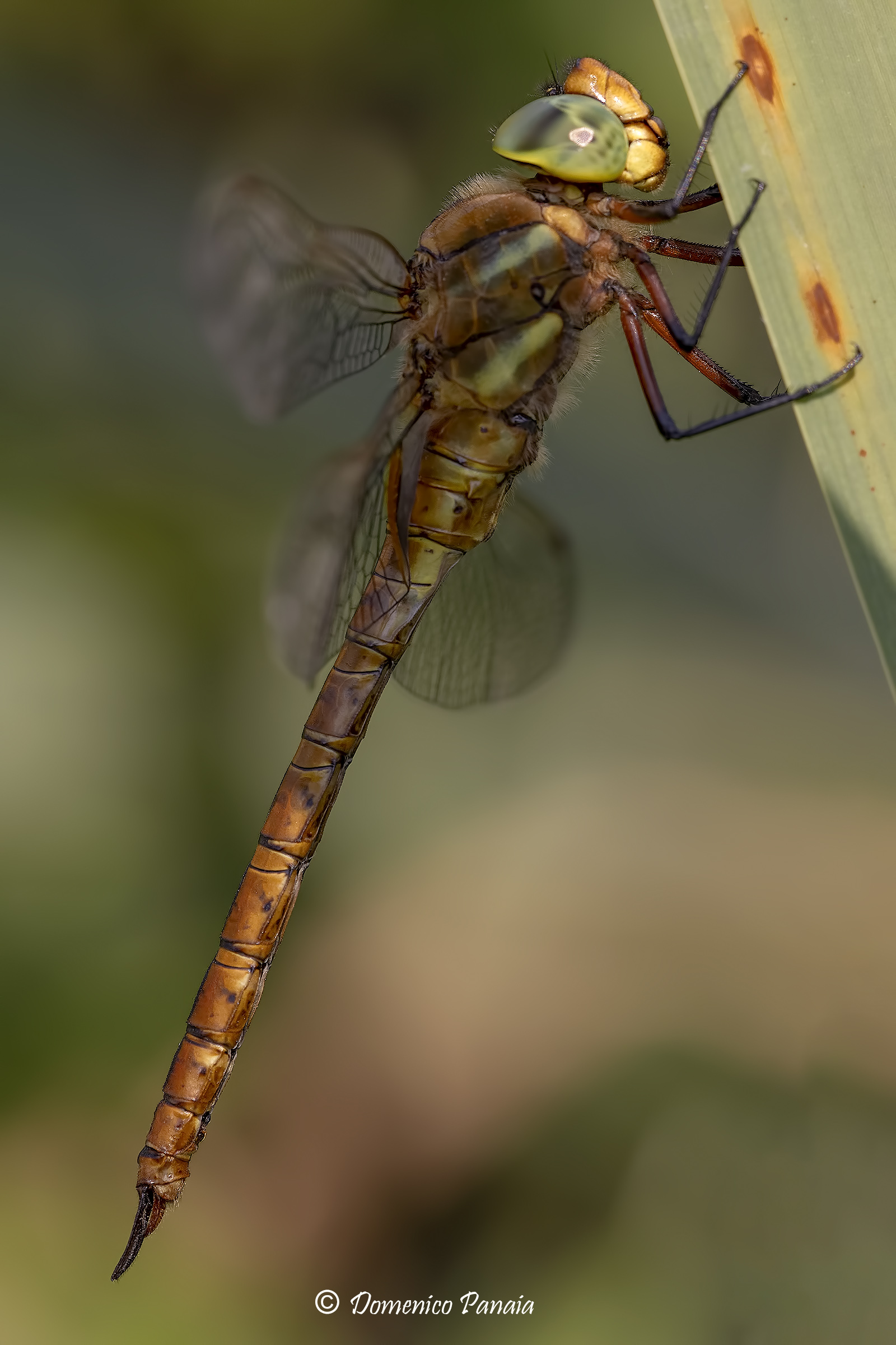 aeshna isoceles