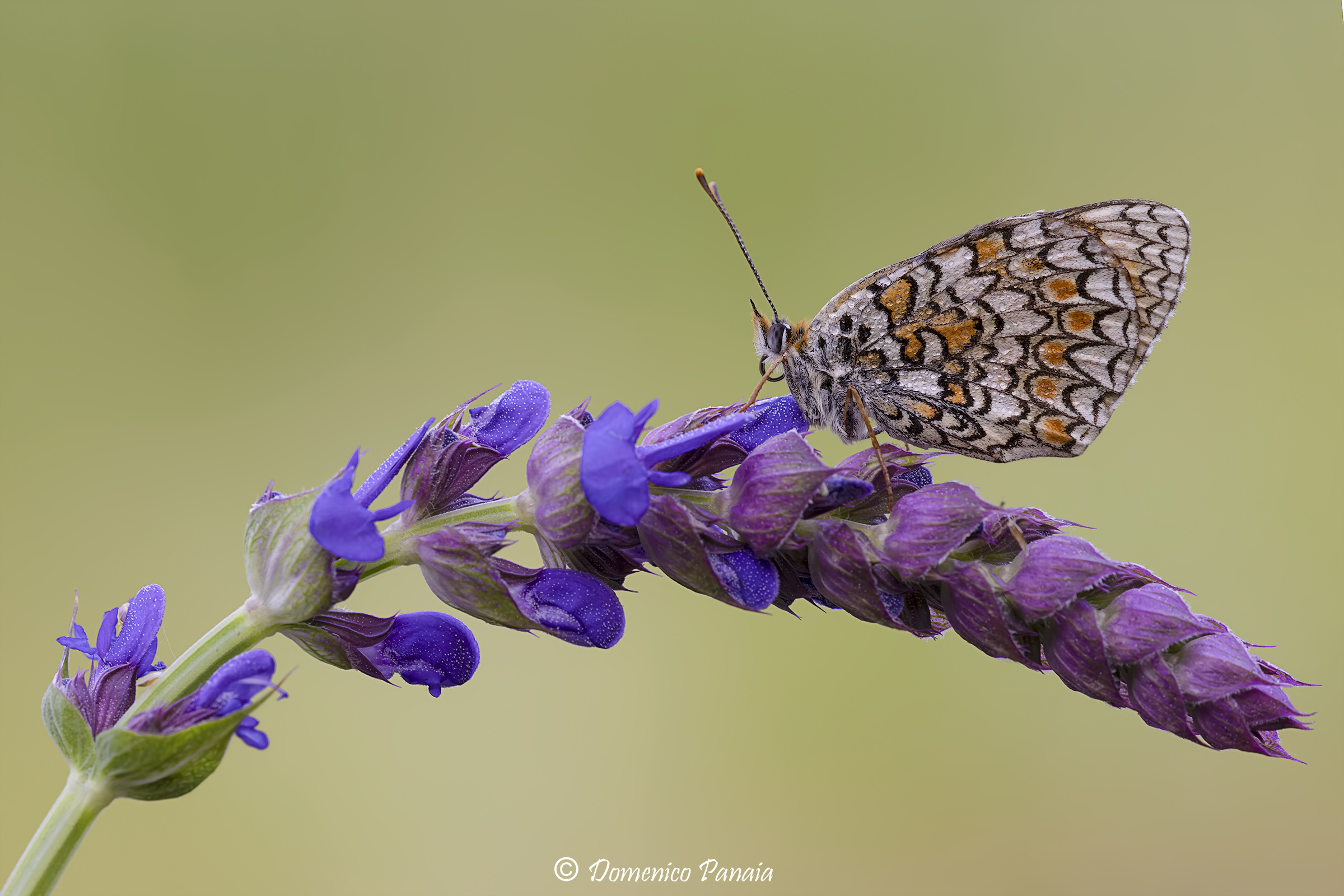 melitaea phoebe
