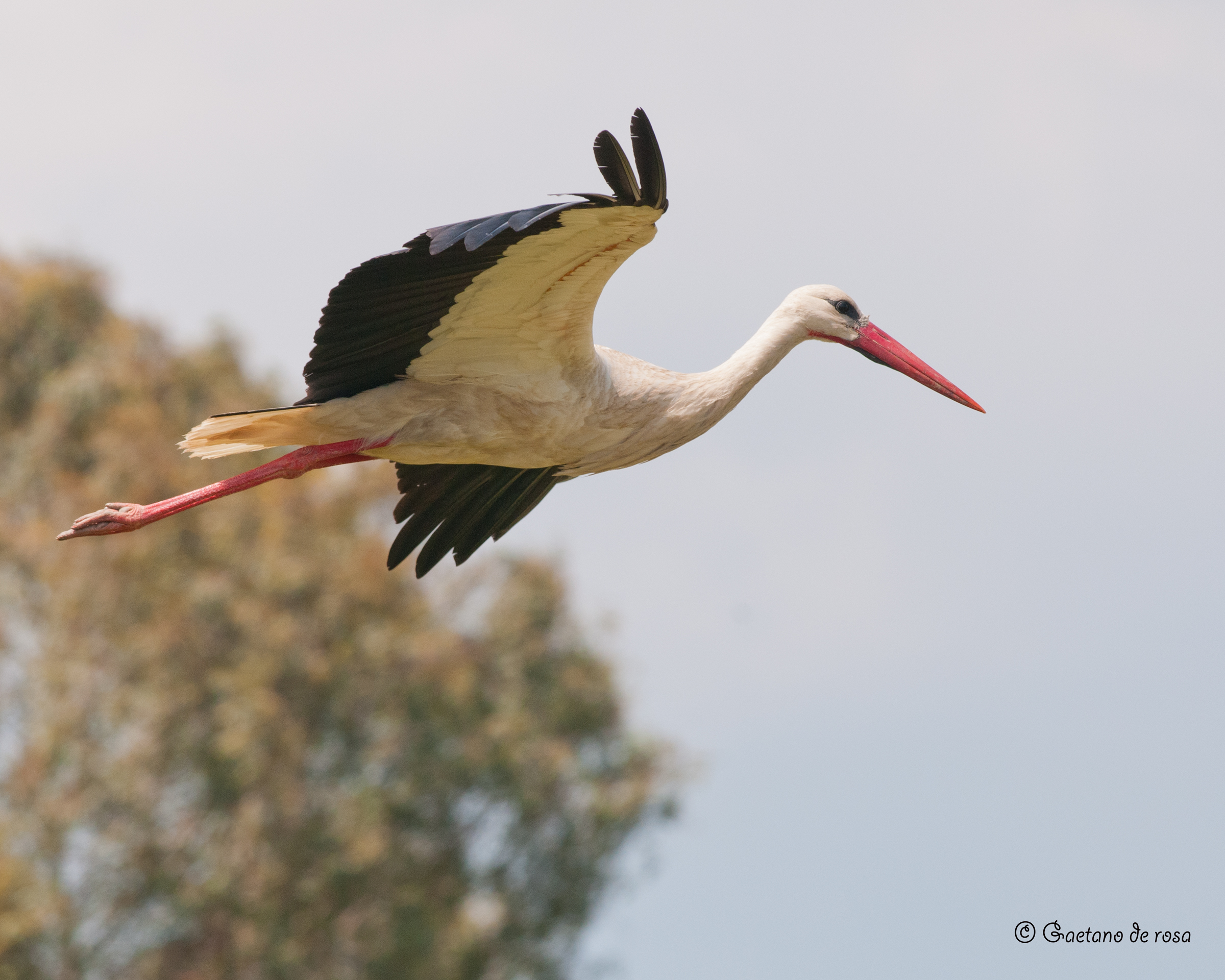 Cicogna in volo