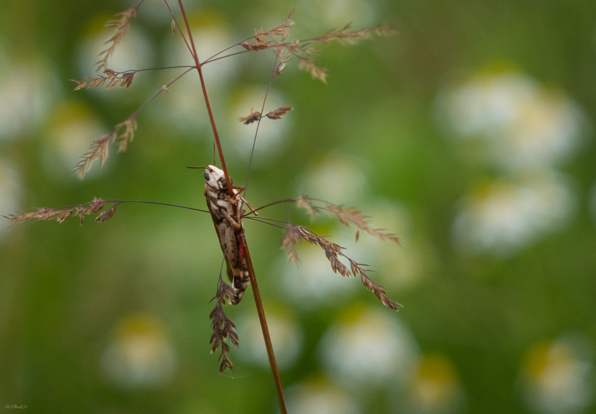 The insect's embrace