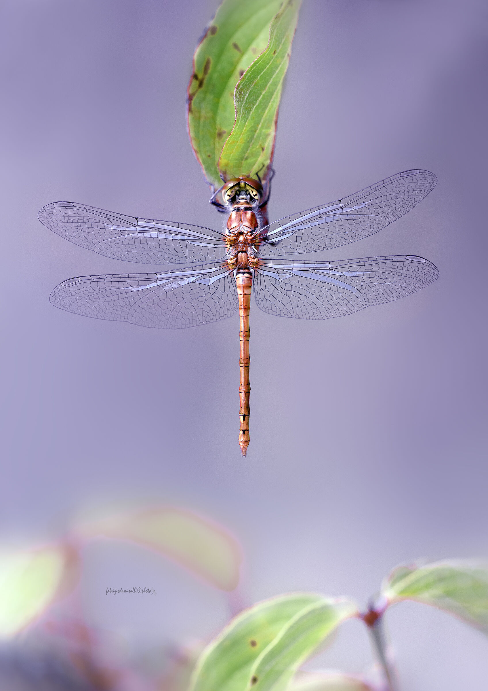 Sympetrum striolatum