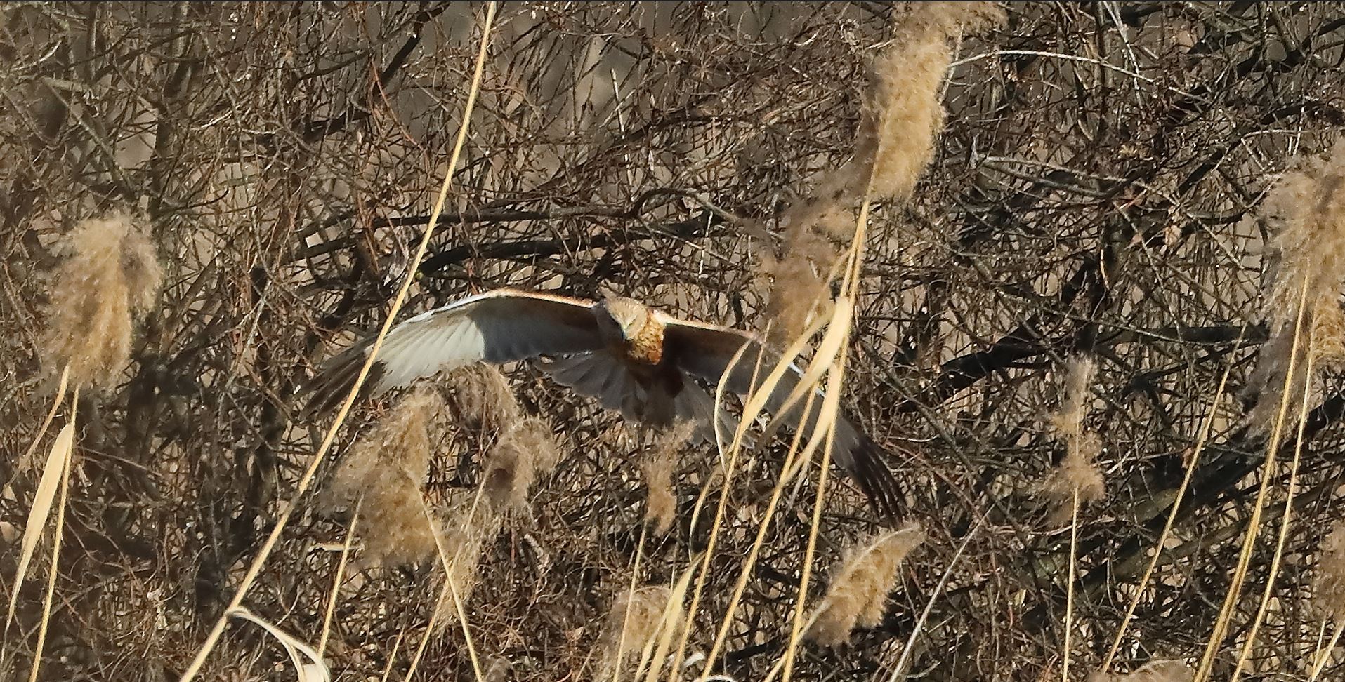 Falco di palude 03-02-2023