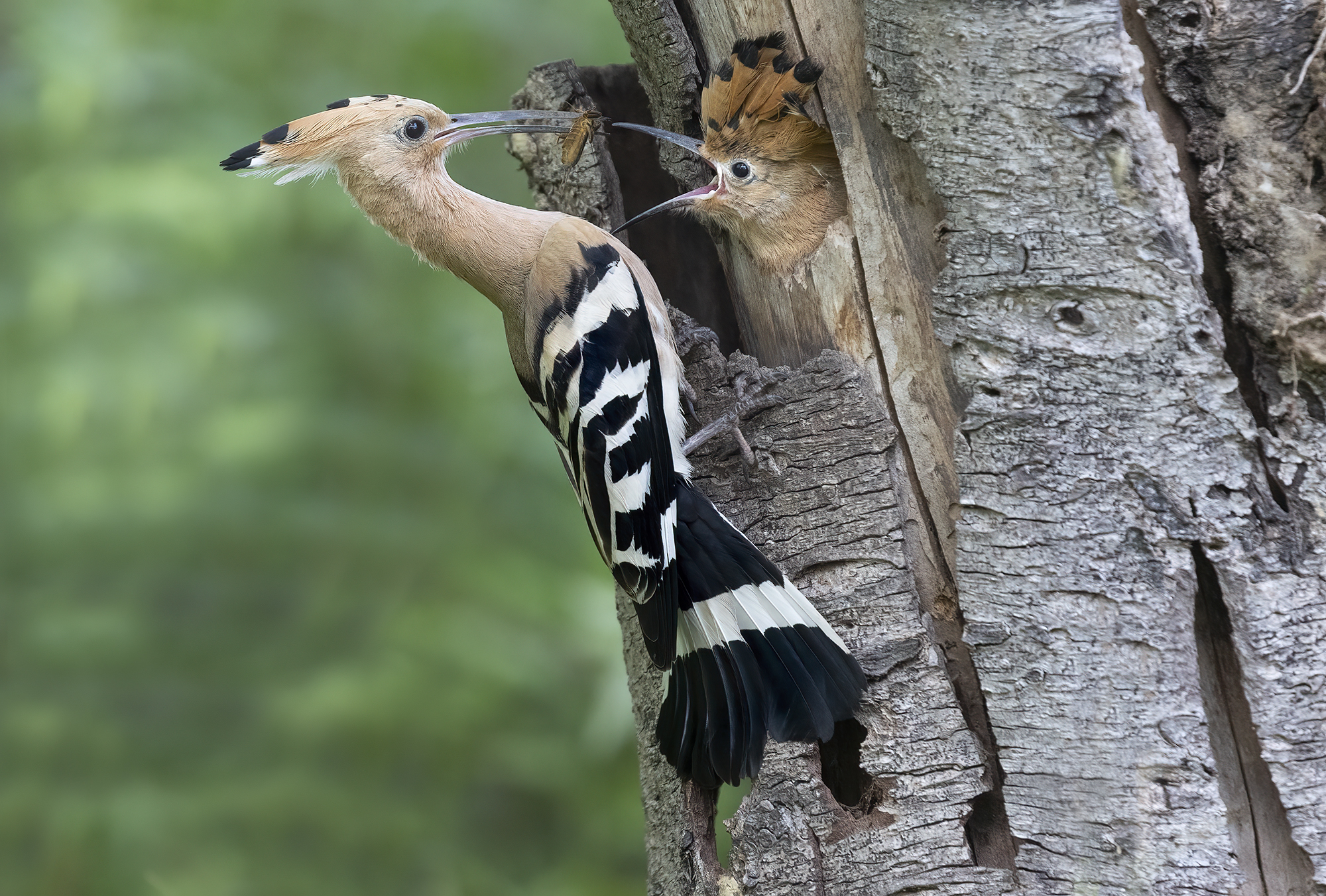 upupa, cure parentali