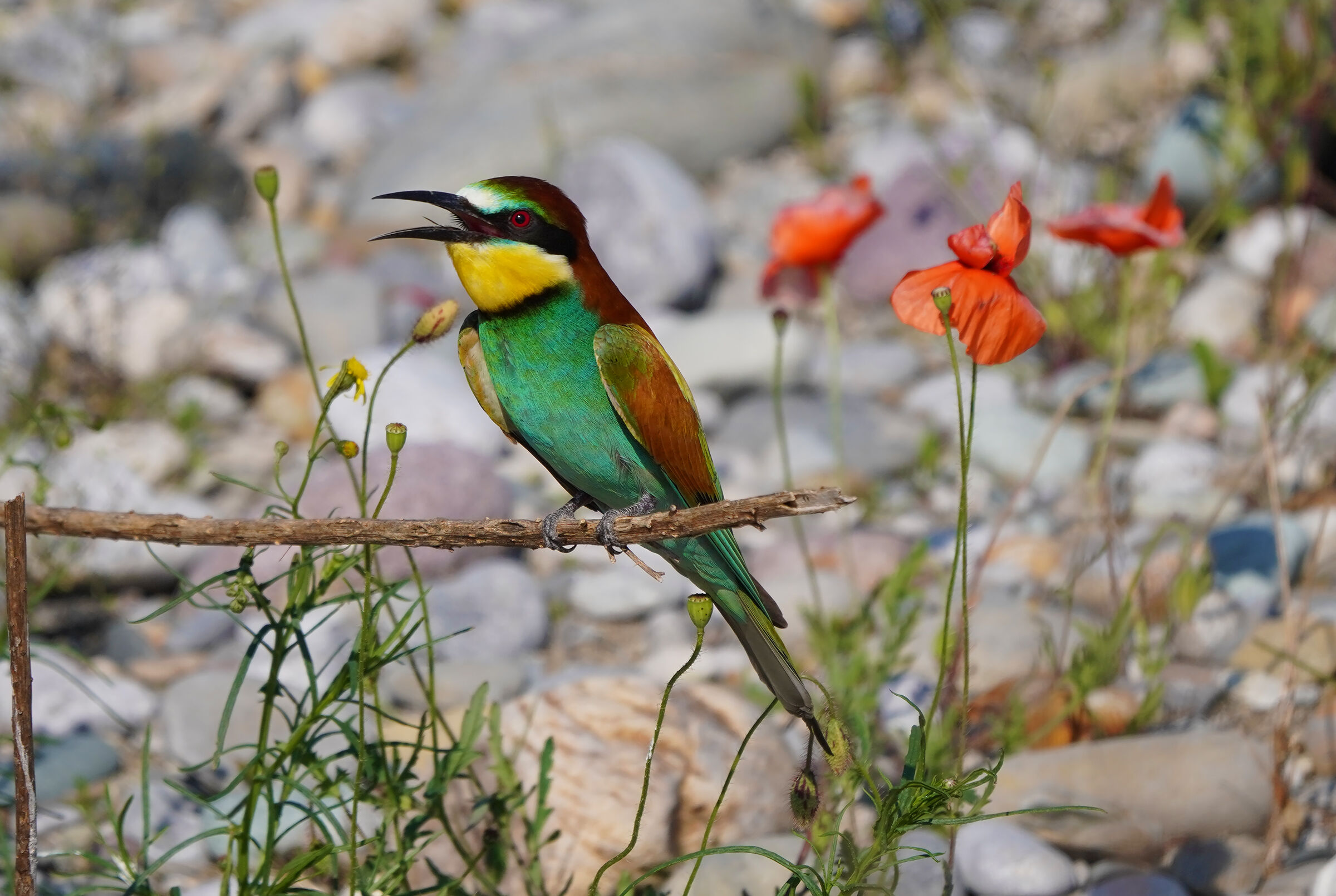 Bee-eater waiting