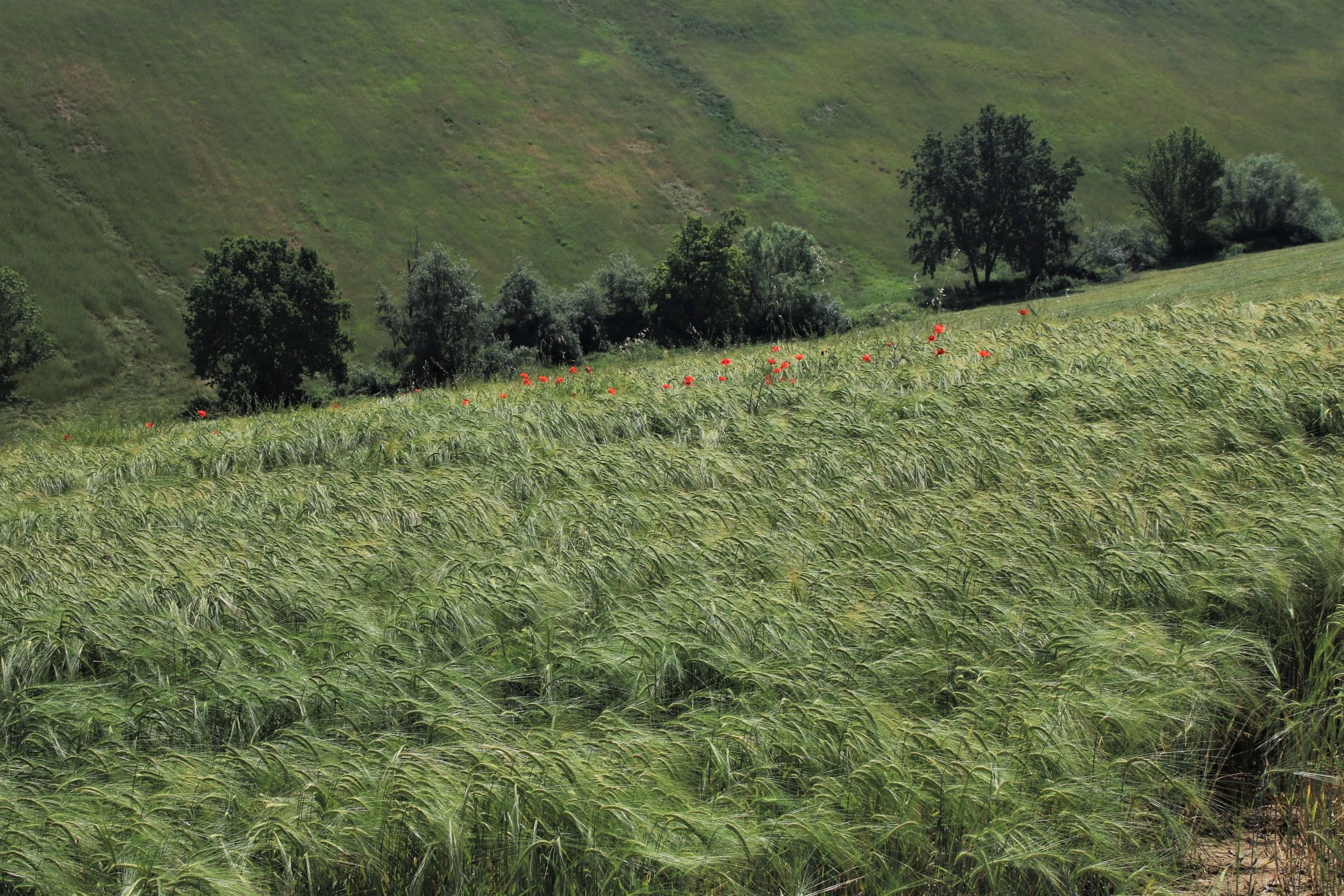 Verde con tracce di rosso