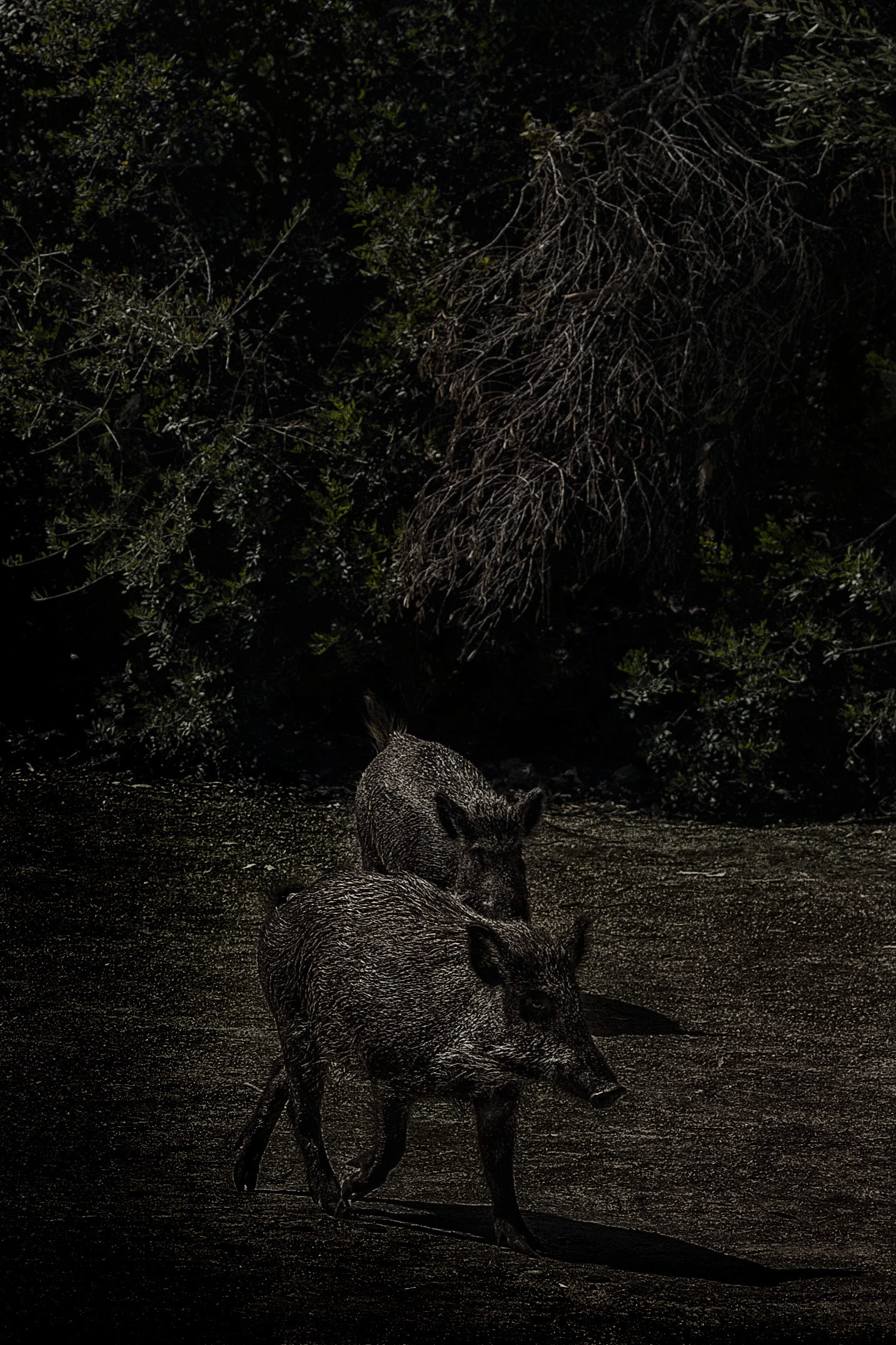 Sos sirbones (wild boars)