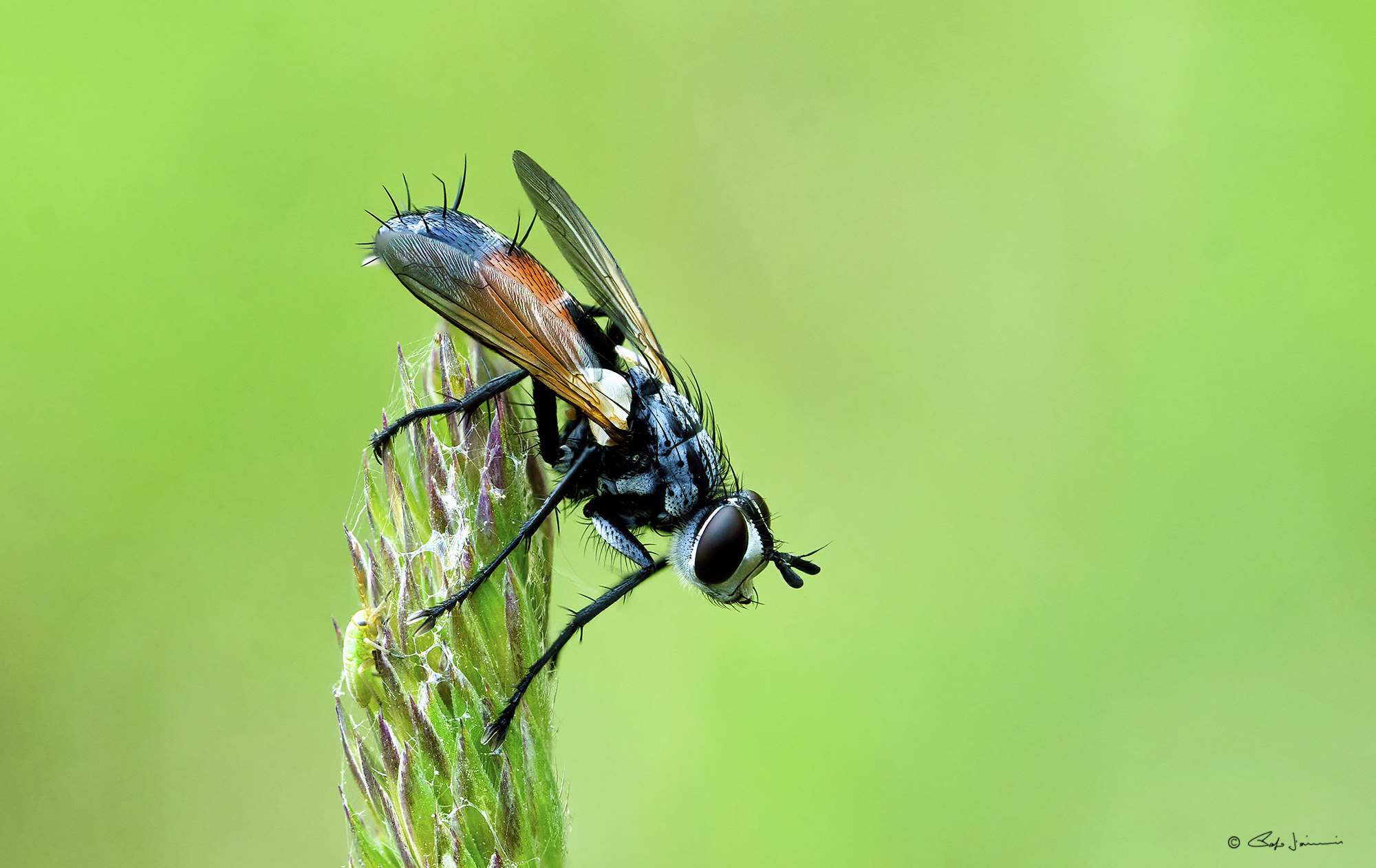 Cylindromyia