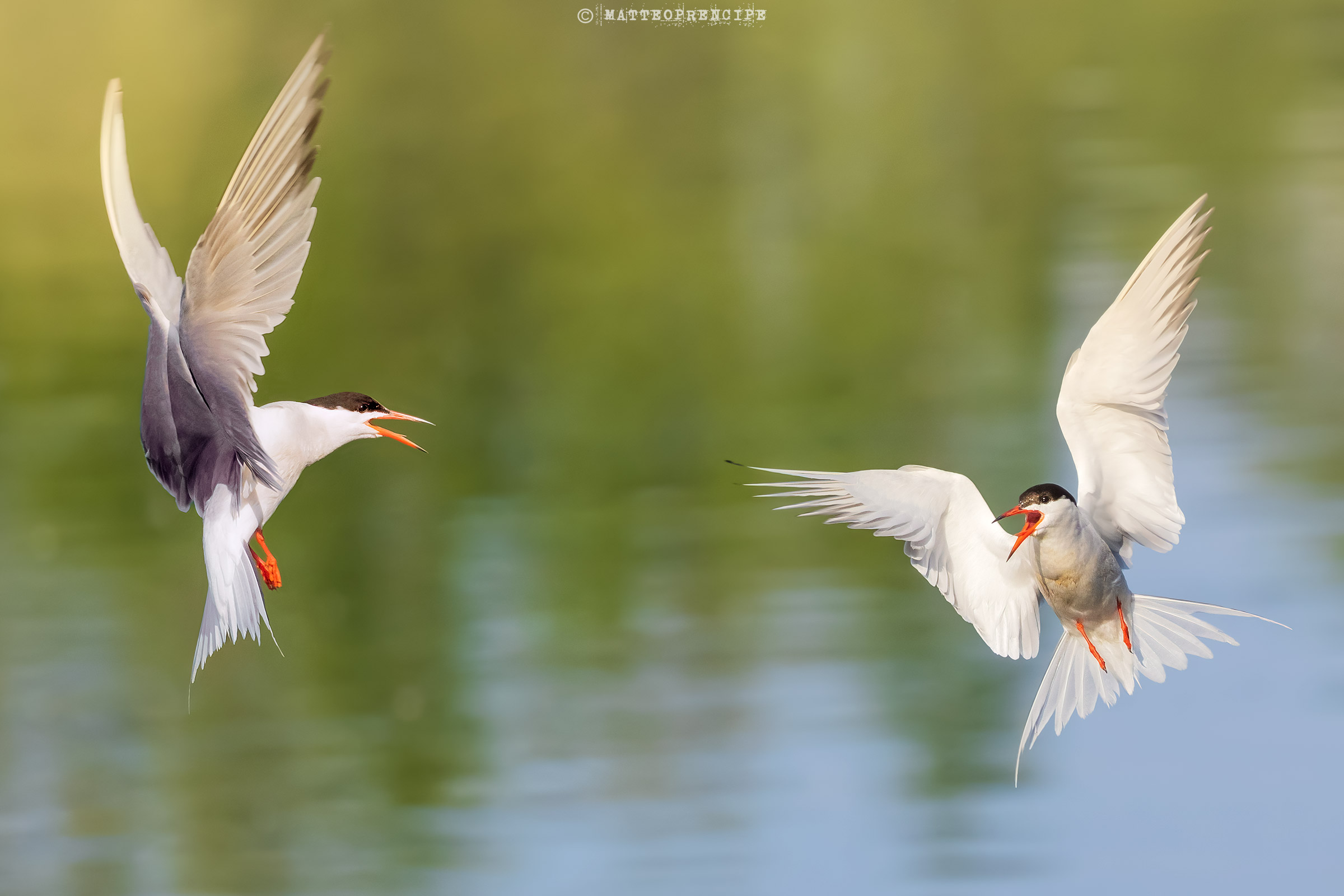 Common terns