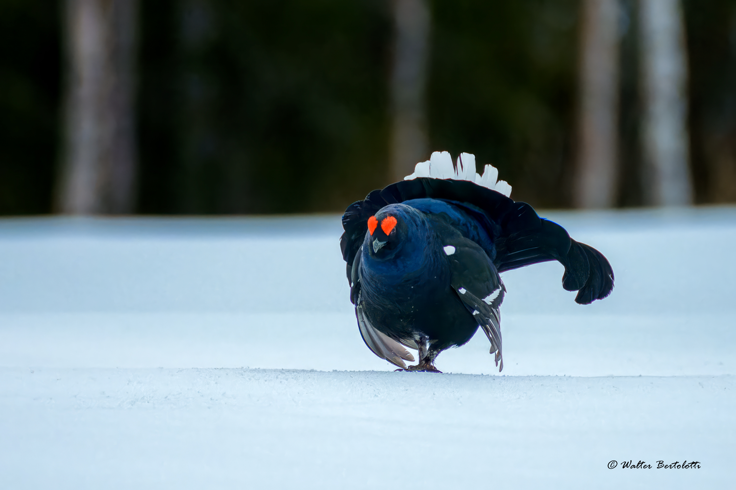 black grouse