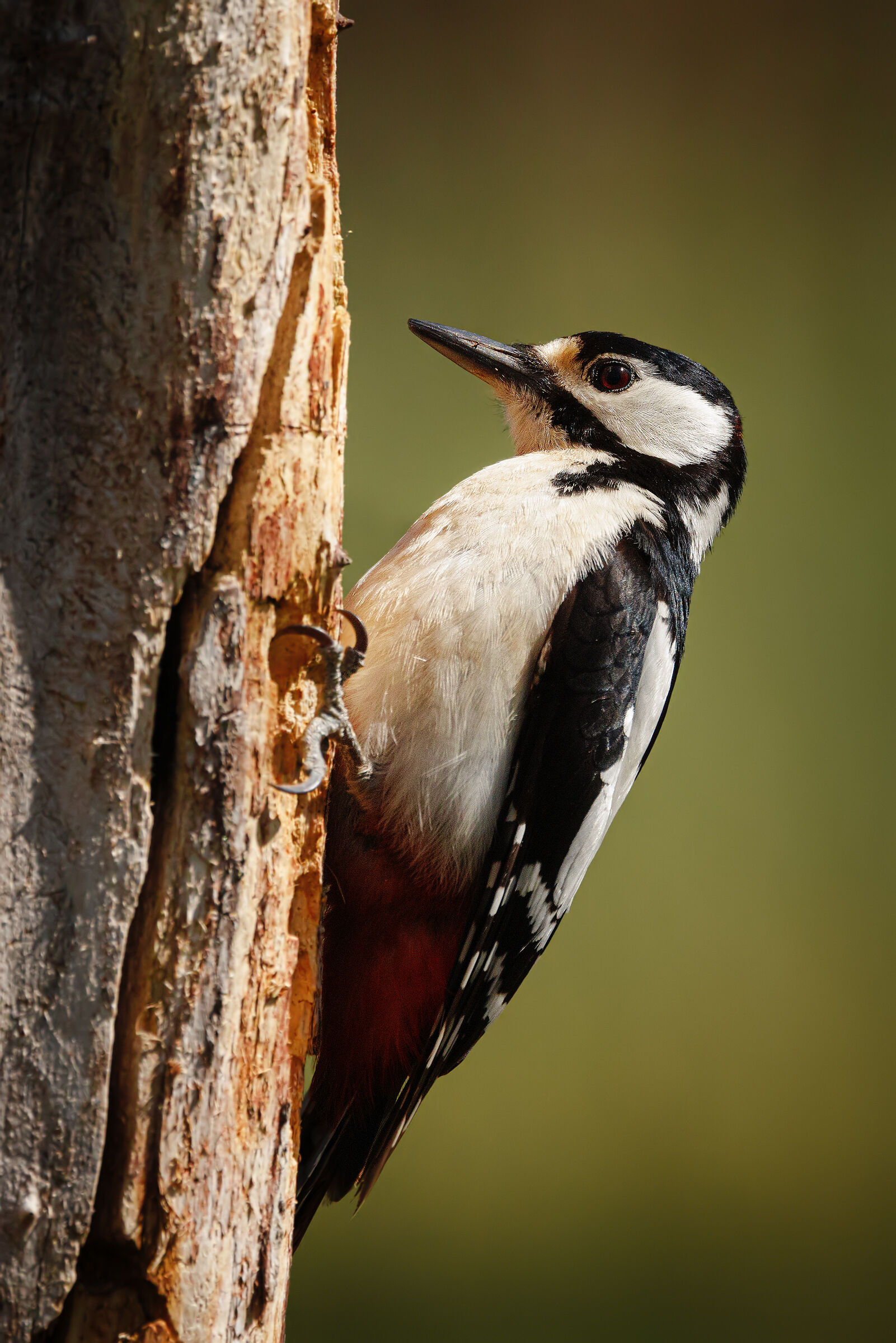 Greater spotted woodpecker