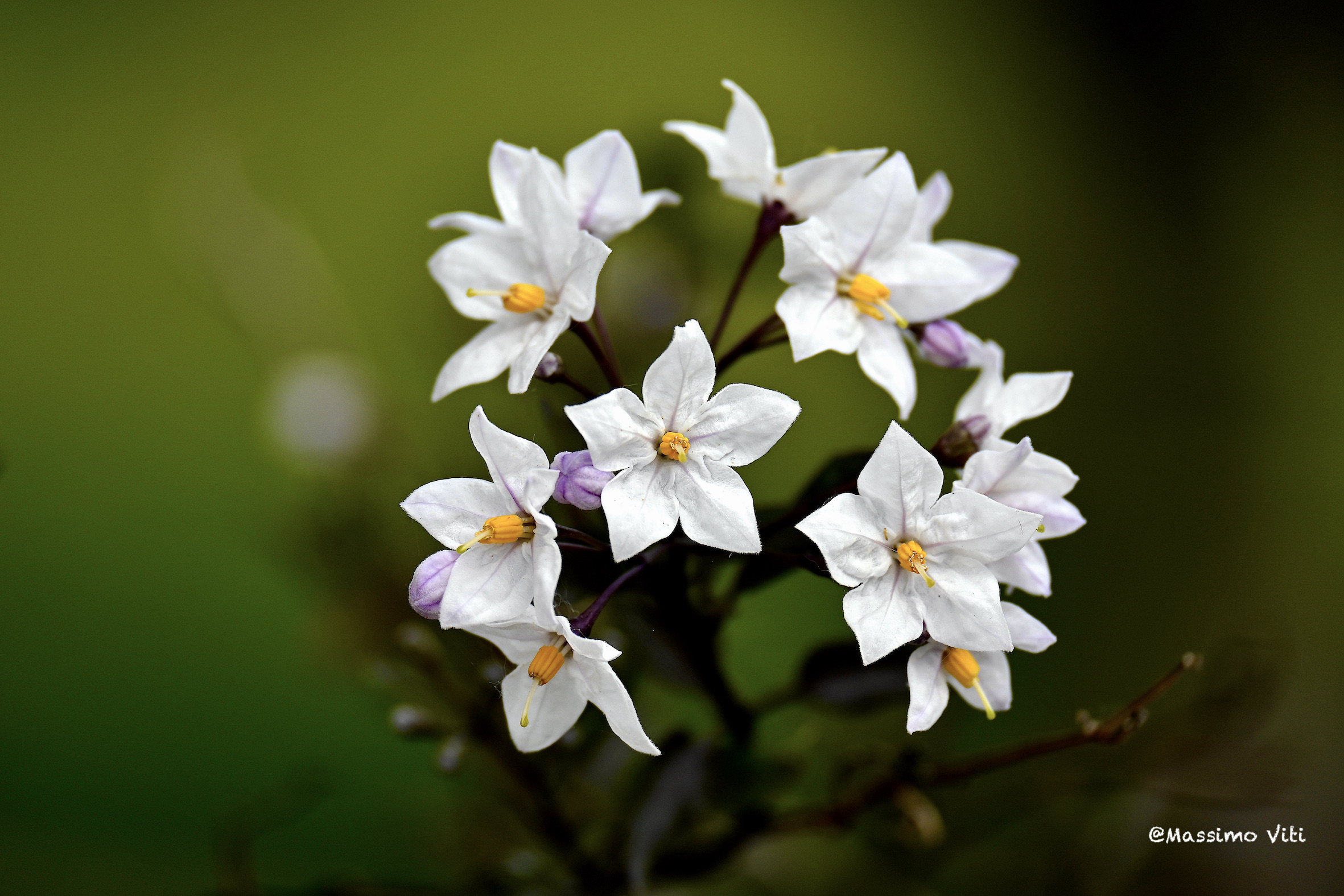 Jasmine at night ( Solanum laxum )