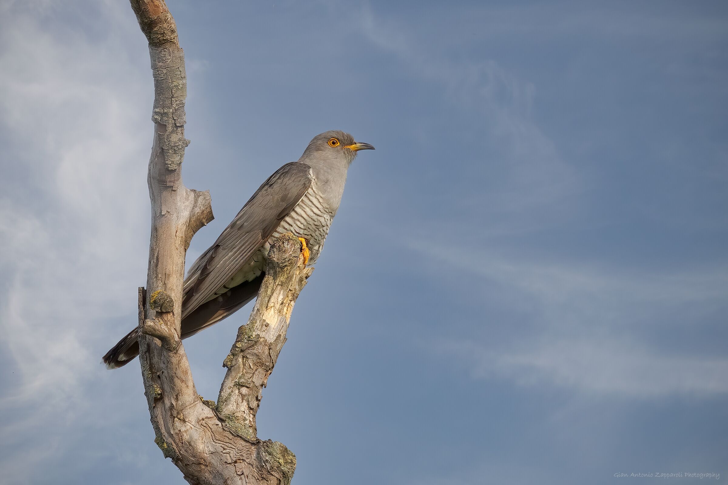 Cuculo (Cuculus canorus)