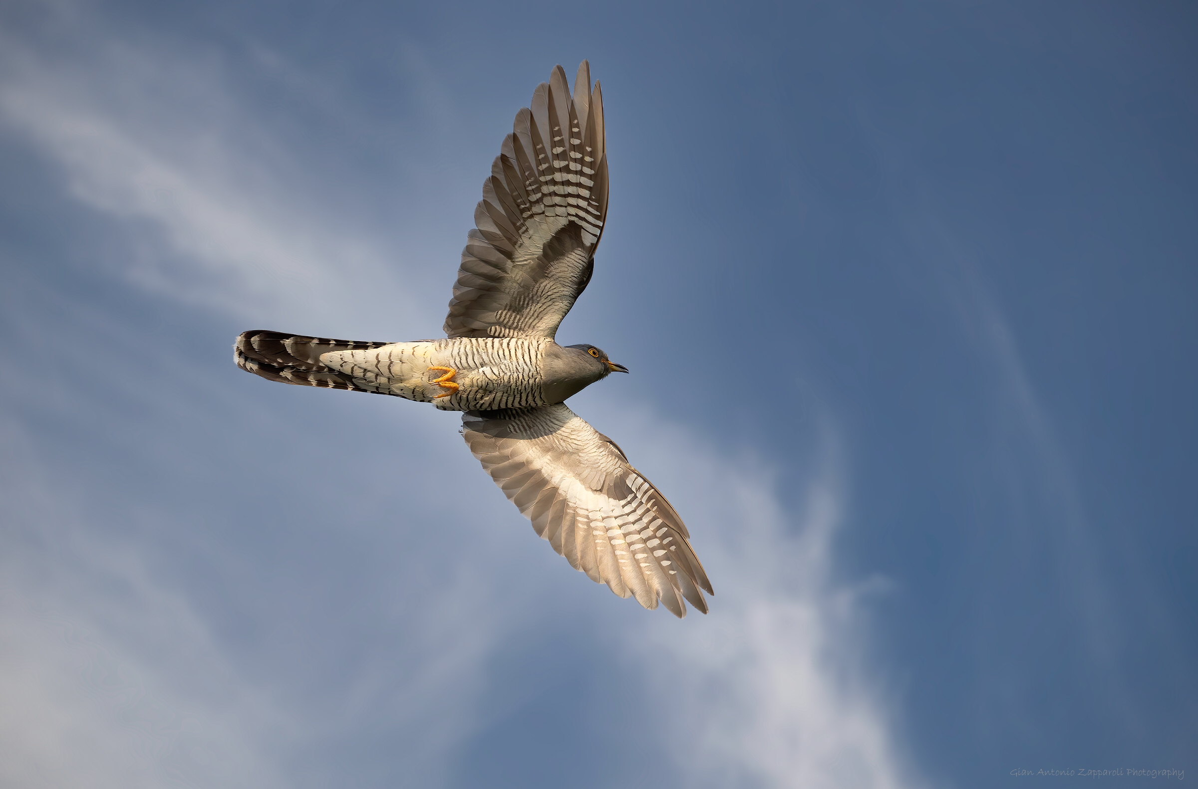 Cuculo (Cuculus canorus)