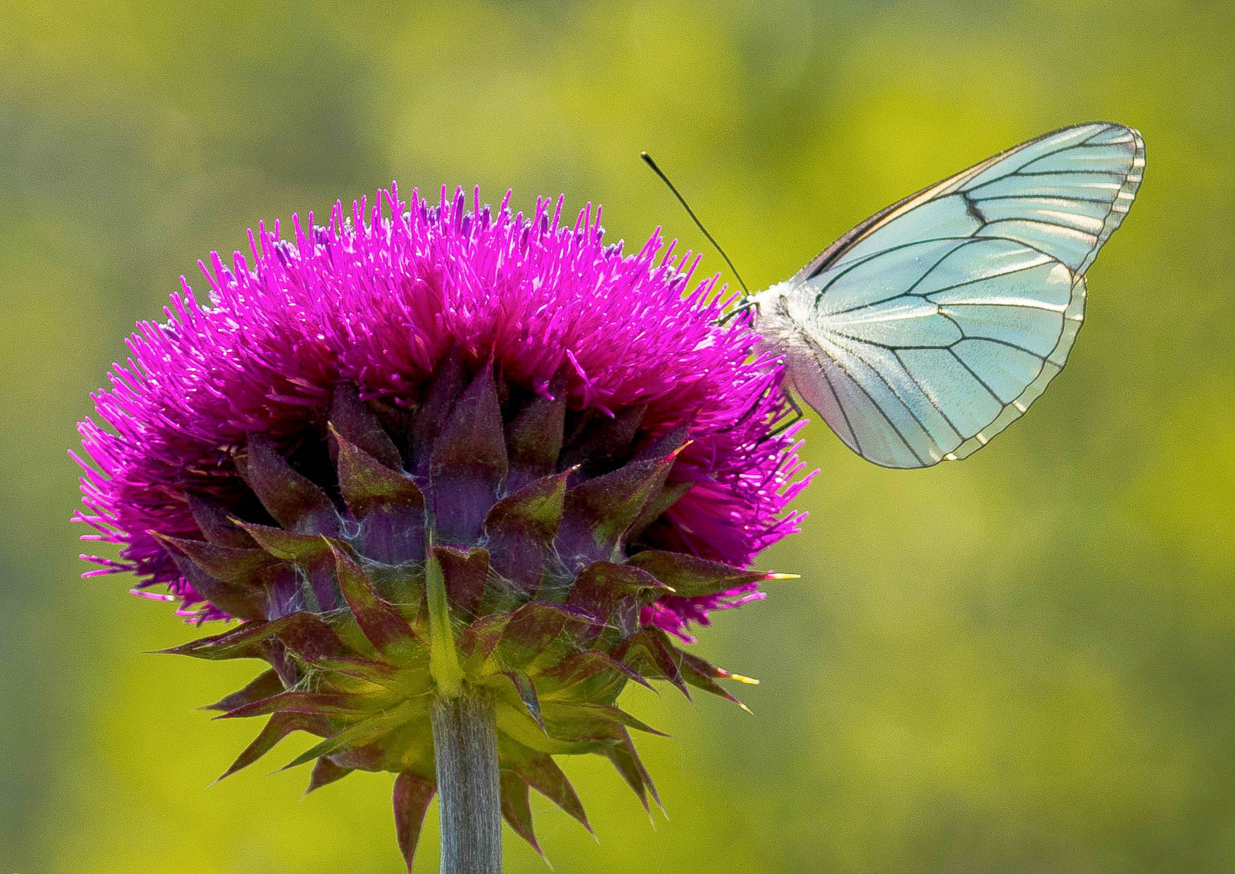 Aporia crataegi su fiore di cardo