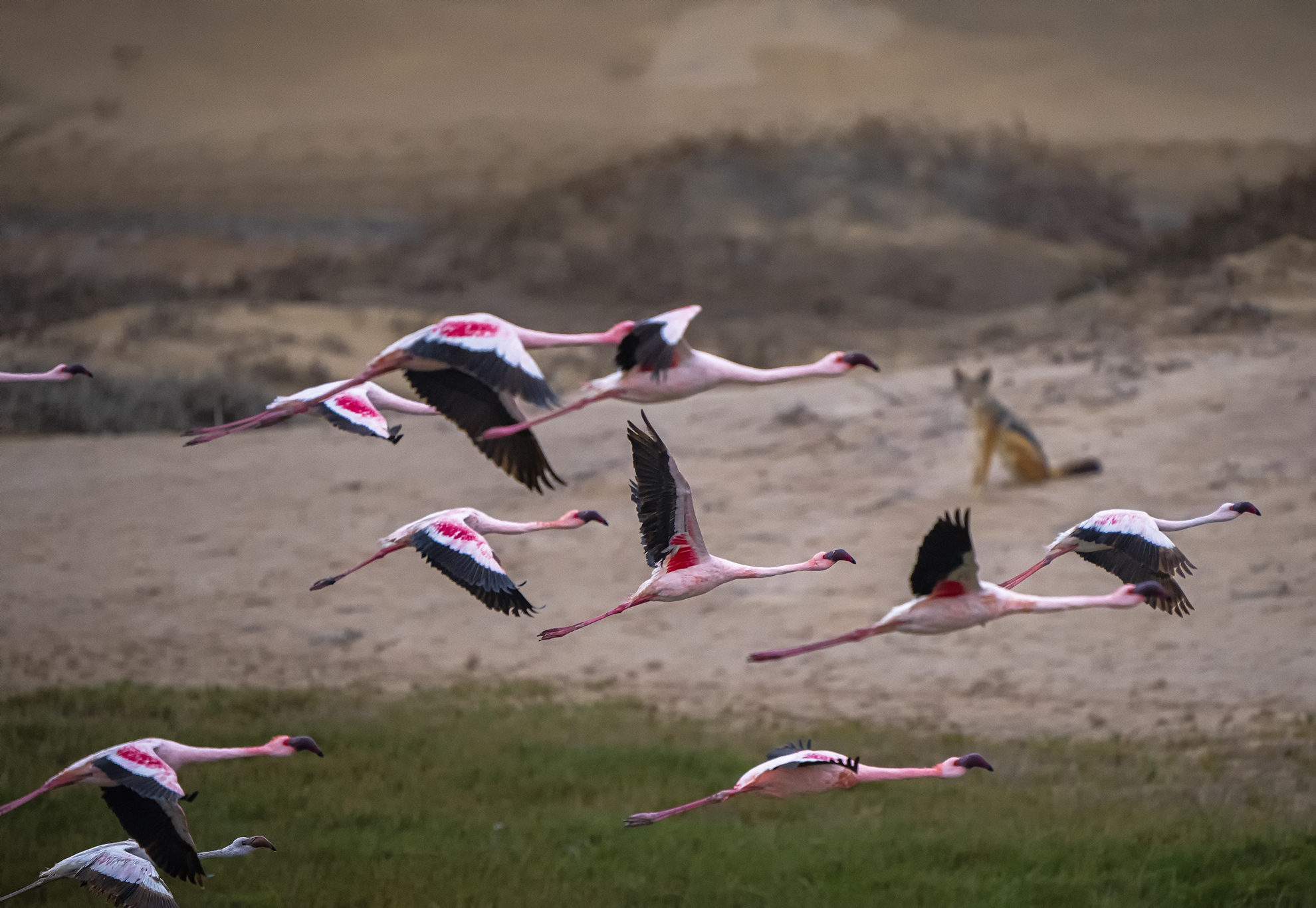 Lo sguardo dello sciacallo della gualdrappa.Fenicotteri