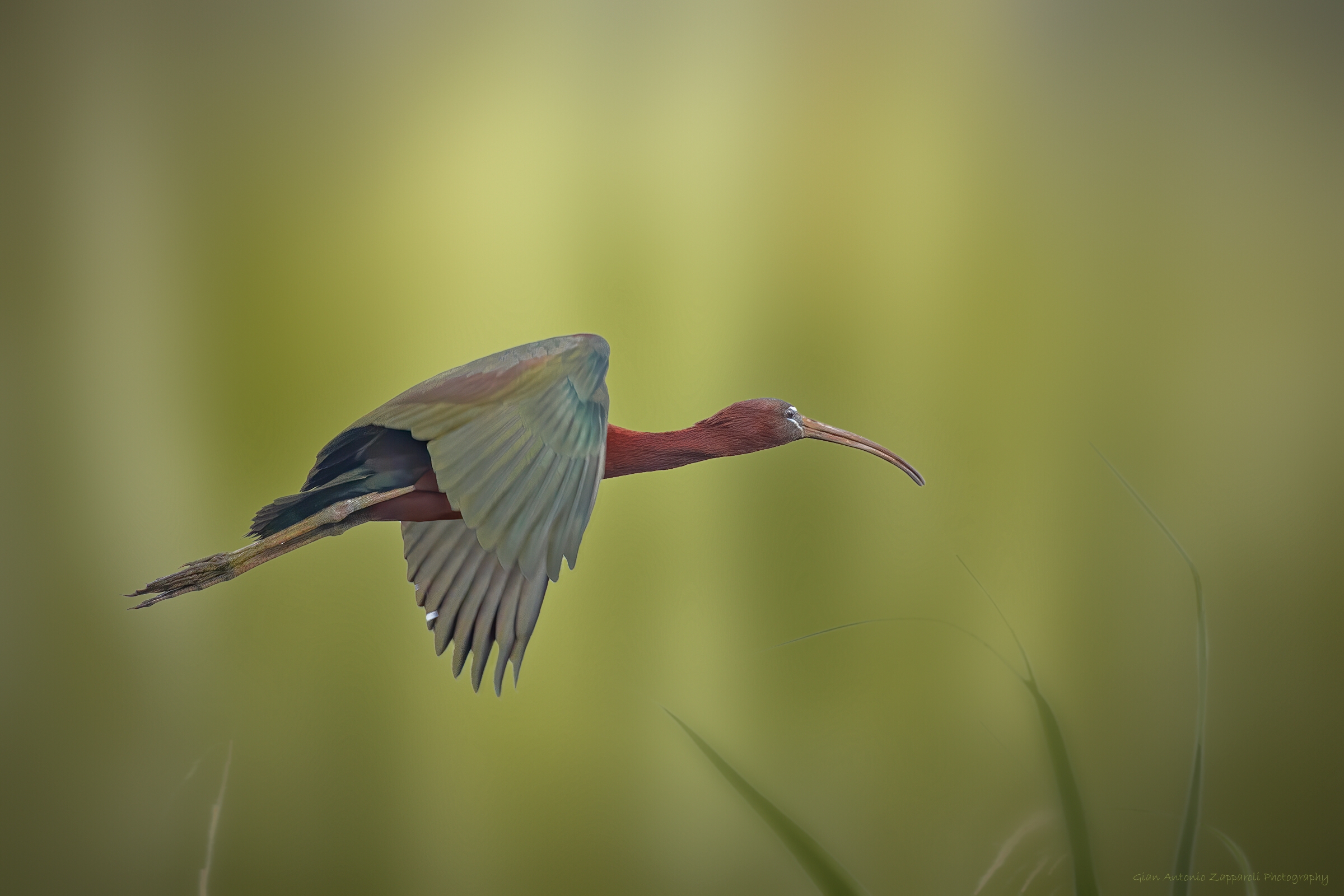 Mignattaio (Plegadis falcinellus)