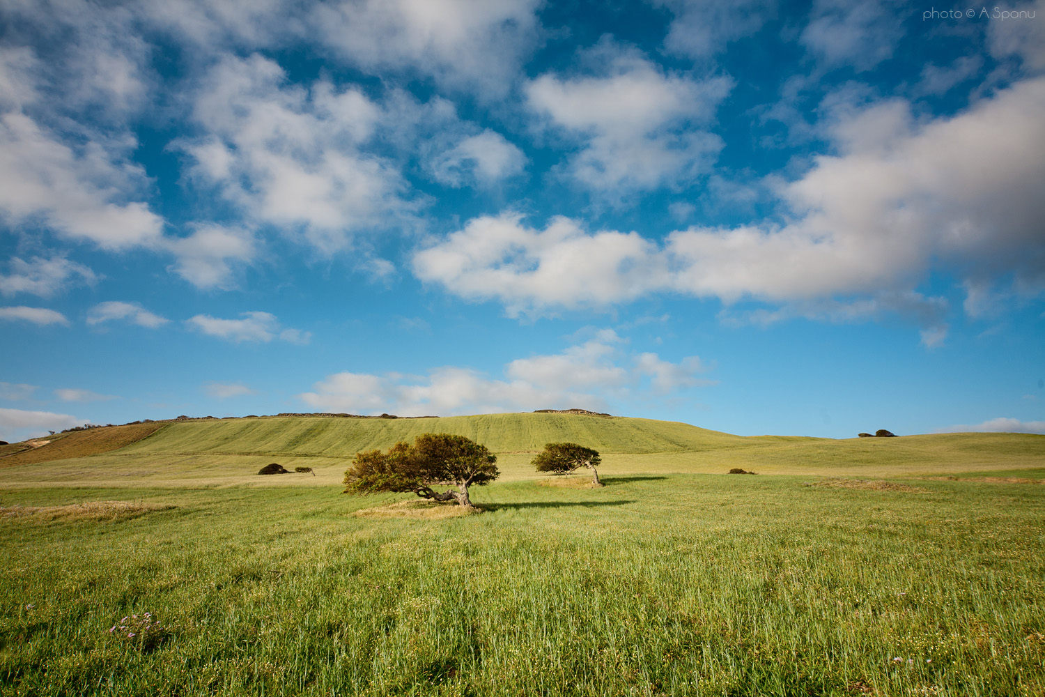 Sughere a Marina di Gonnesa (ci)