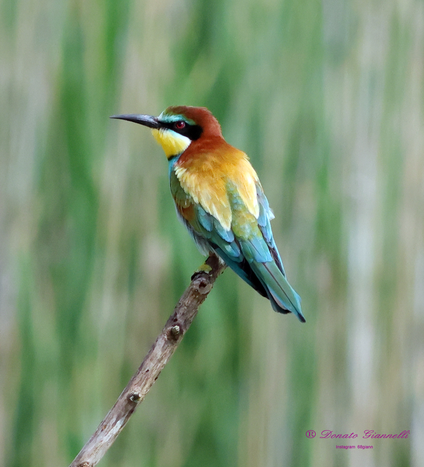 Bee-eater Park of the plain Sesto F.no (Fi)