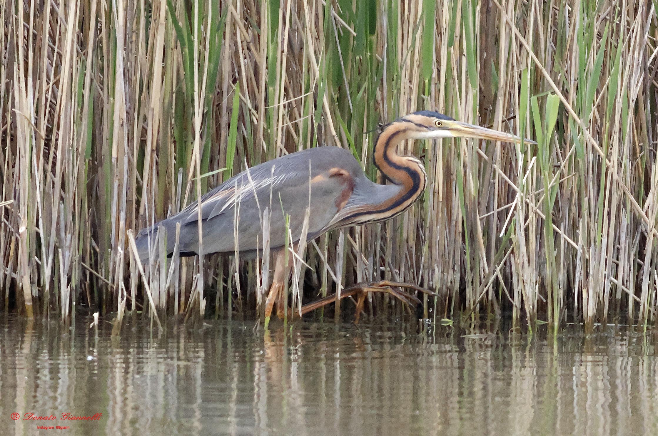 Red Heron Park of the plain Sesto F.no (Fi)