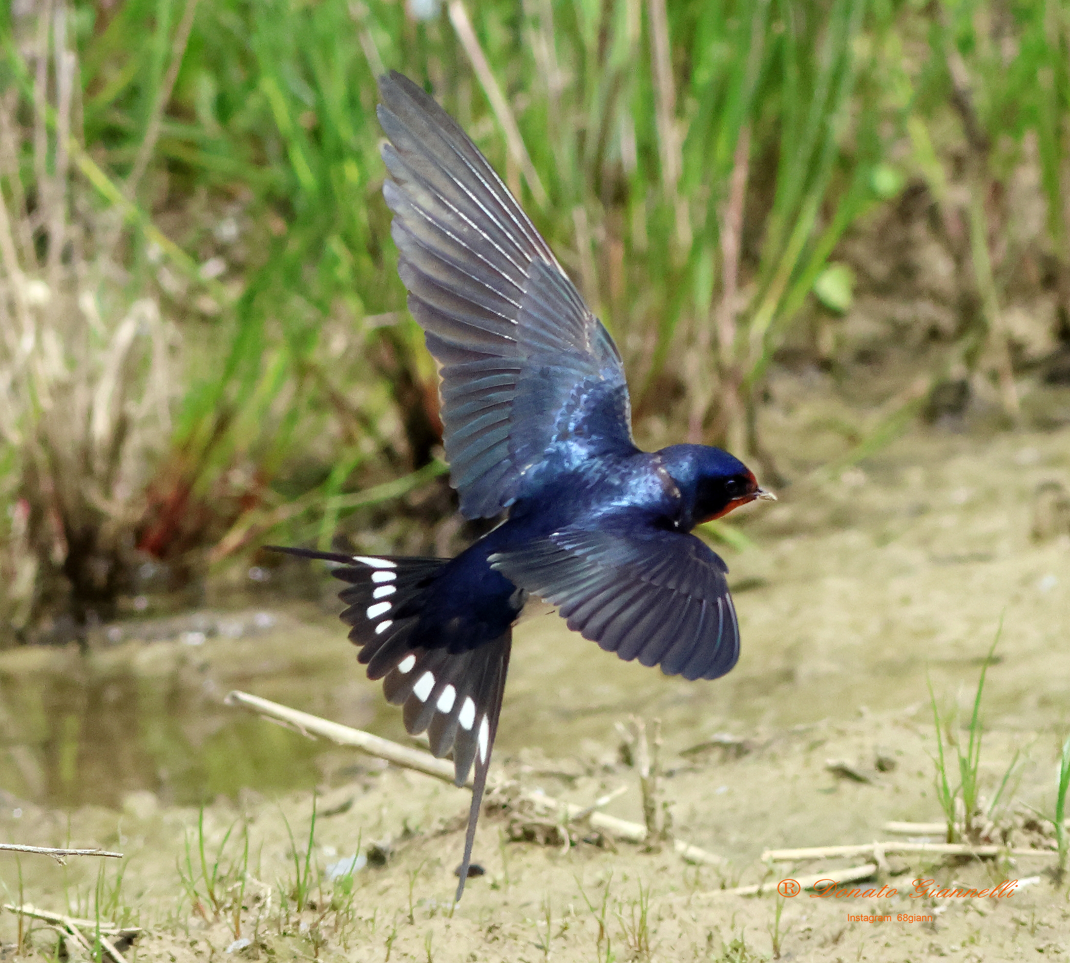 Rondine Parco della piana Sesto F.no (Fi)
