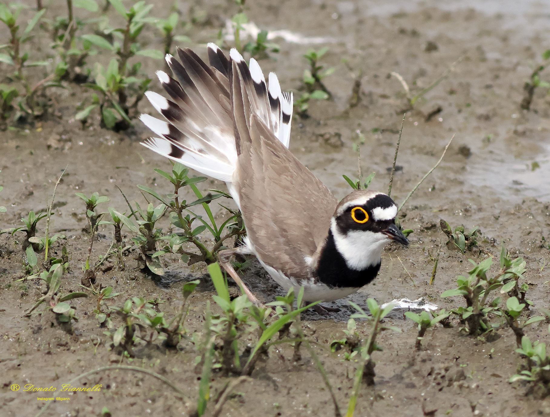 Corriere piccolo Parco della piana Sesto F.no (Fi)